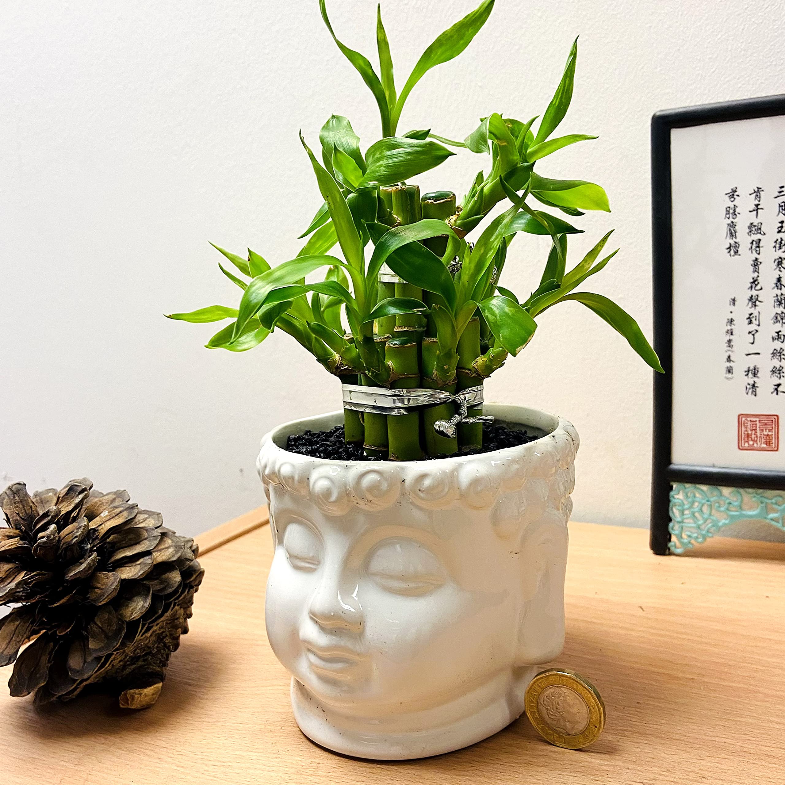 Bambou de la chance plante Feng Shui à offrir pour une crémaillère
