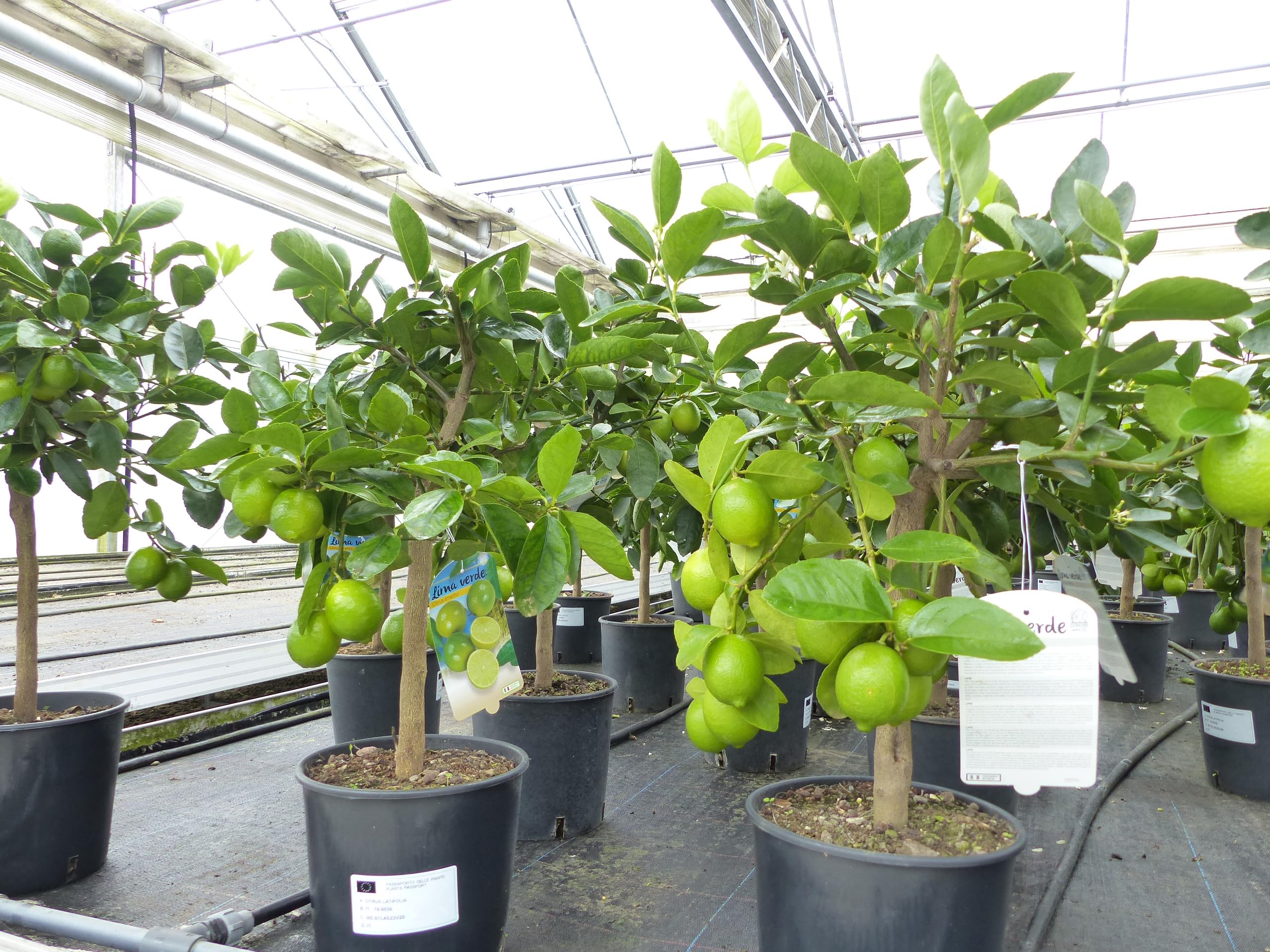 gruenwaren jakubik echte Caipi Limette Limettenbaum Citrus Lime 75-90 cm Zitruspflanze