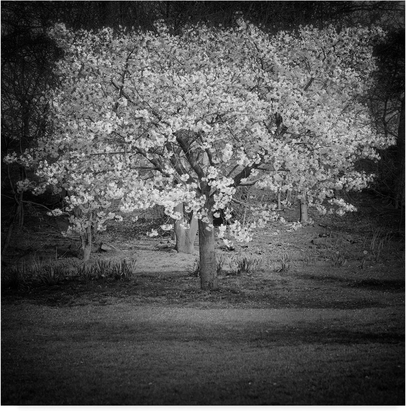 Trademark Fine Art Woodland Tones II by Martin Henson, 14x14