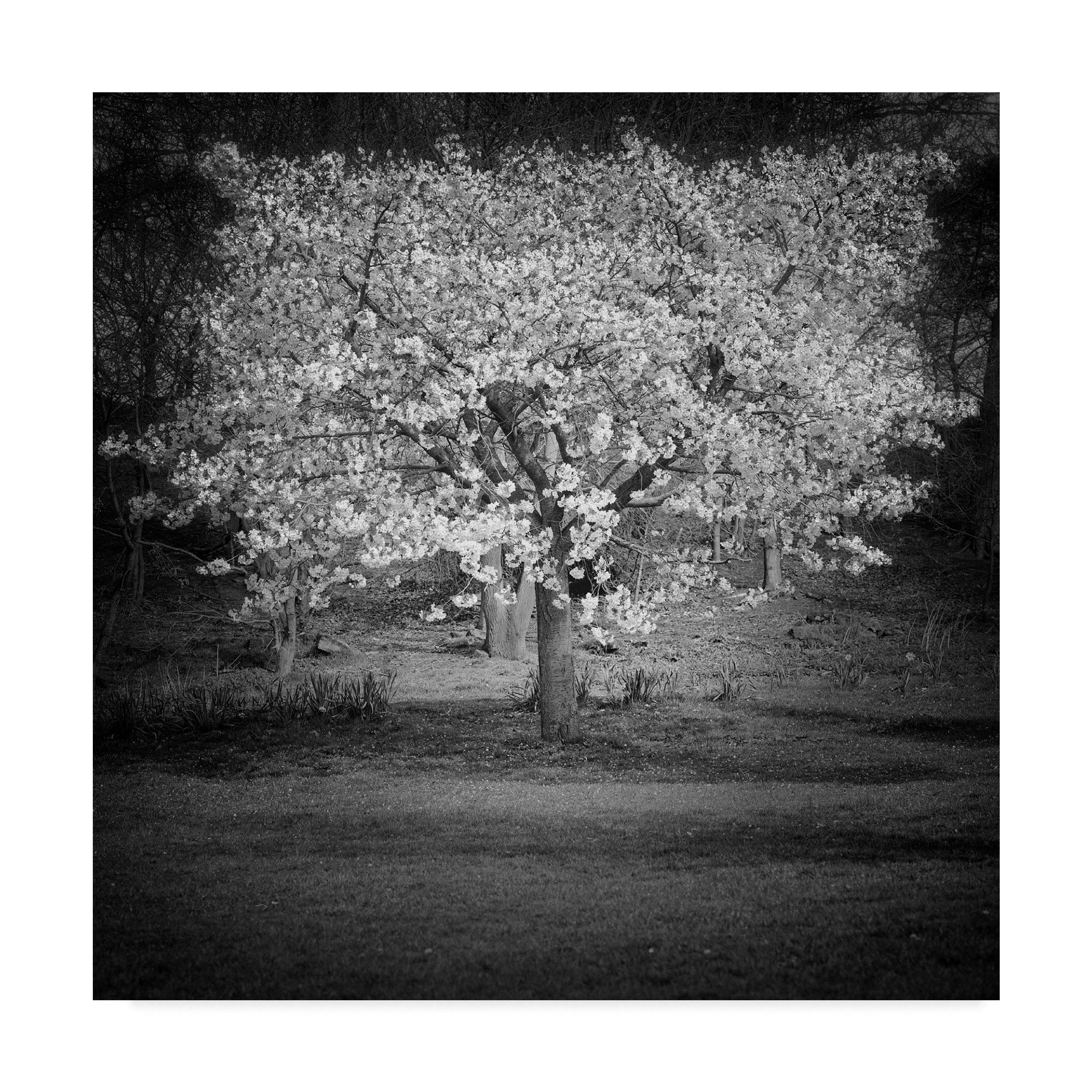 Trademark Fine Art Woodland Tones II by Martin Henson, 14x14