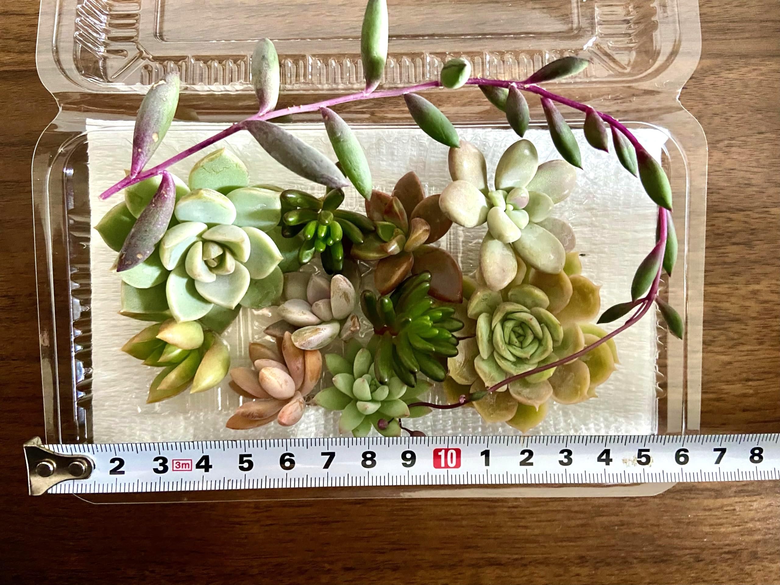 Amazon.co.jp: 多肉植物 カット苗 おまかせセット 寄せ植え 10種類