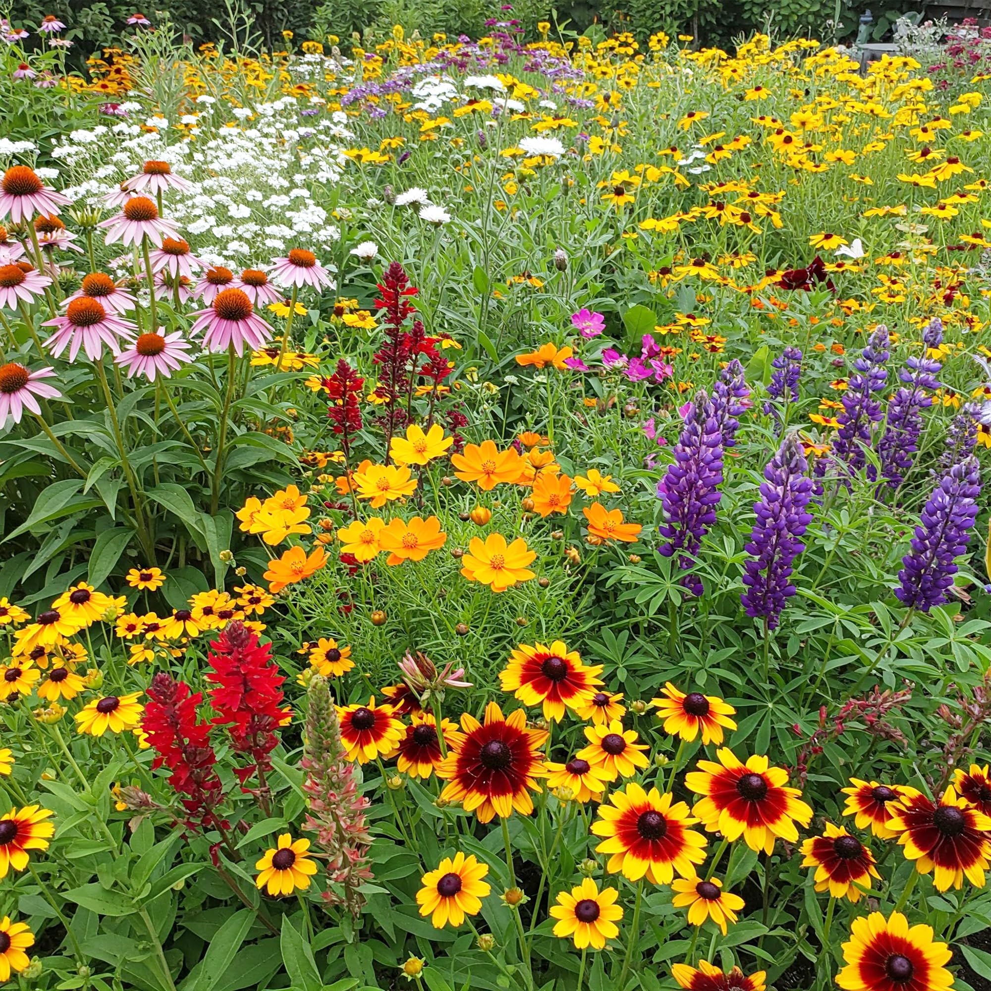 Ferry Morse Wildflower Seeds - Southeast Mix
