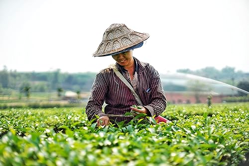 Miniatura 5 de Mezcla de té 100% natural de hojas sueltas, hace té helado y té de burbujas - por Yim Tea Co.