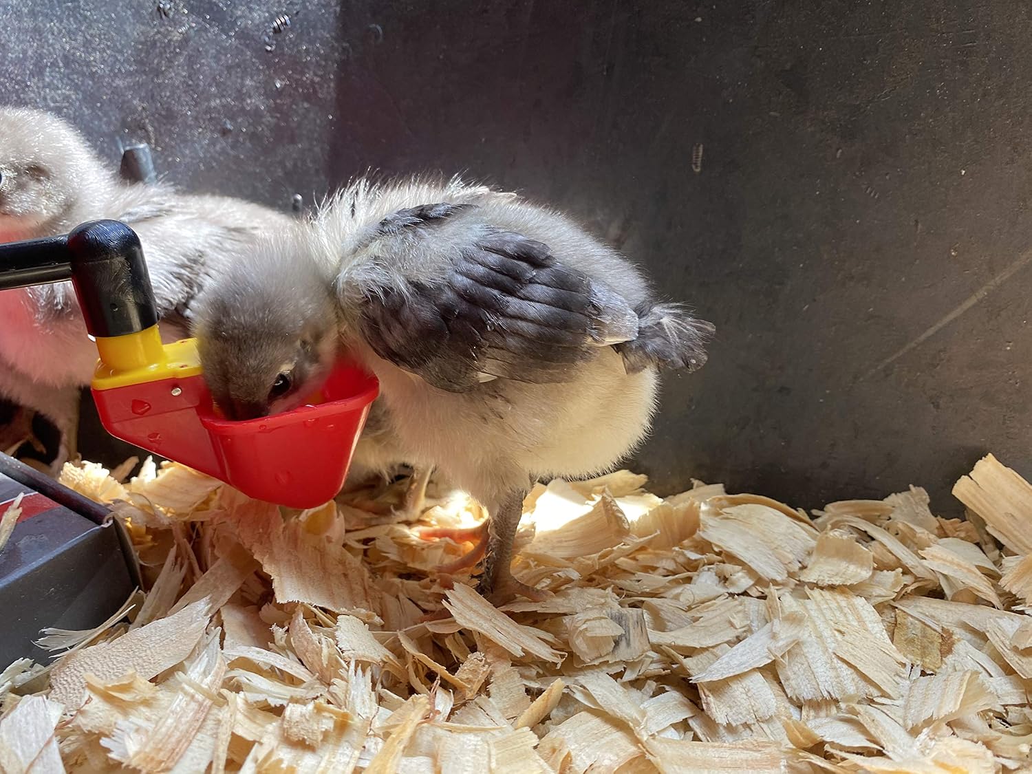6 Pack NO PECK Automatic Poultry Watering Drinker Cups Float Style Gravity Feed Waterers Chicks Chicken Duck Quail (Hardware Included) Chooks Bebederos para Gallinas