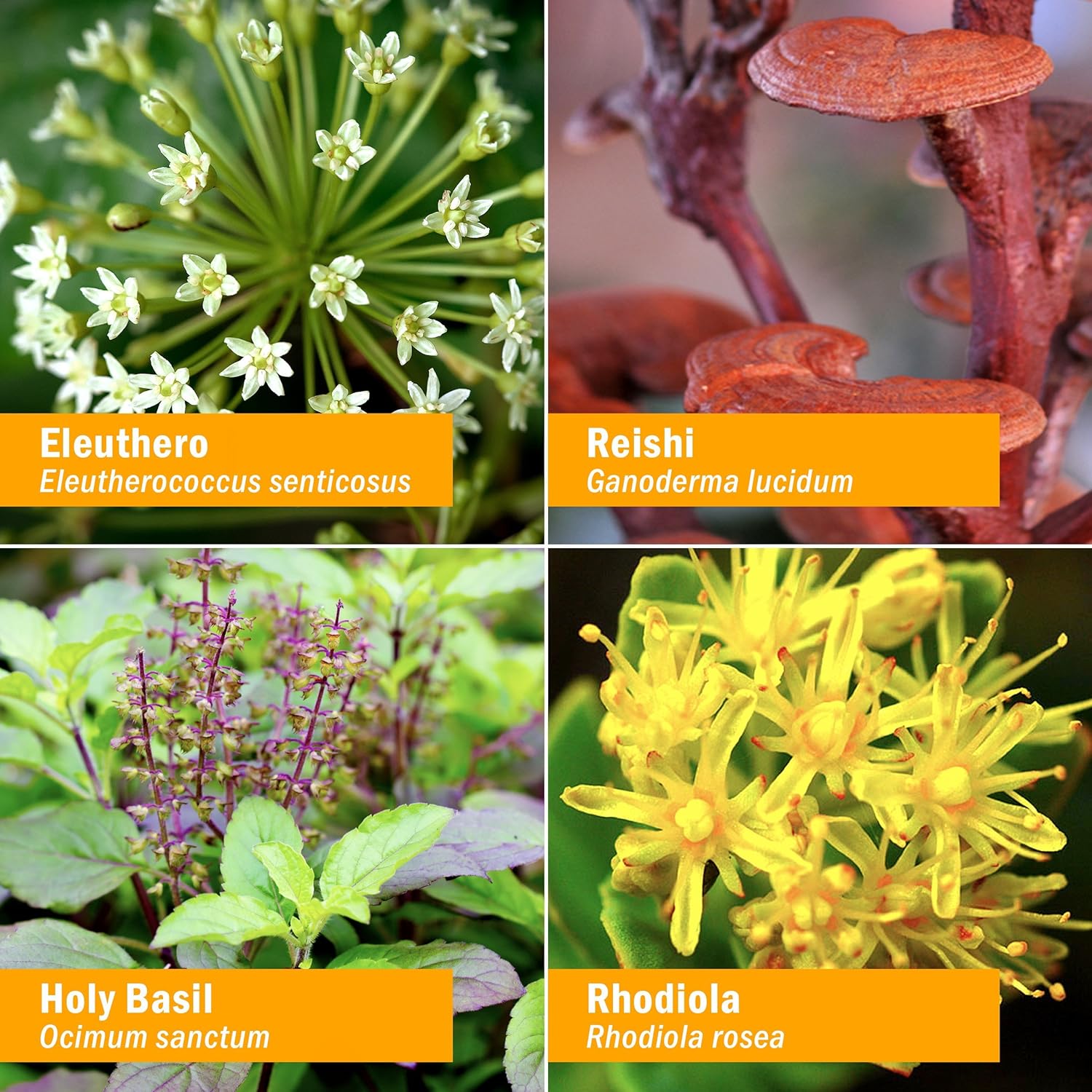 Herb Pharm Stress Manager Liquid Herbal Formula with Rhodiola and Holy Basil Liquid Extracts - 4 Ounce