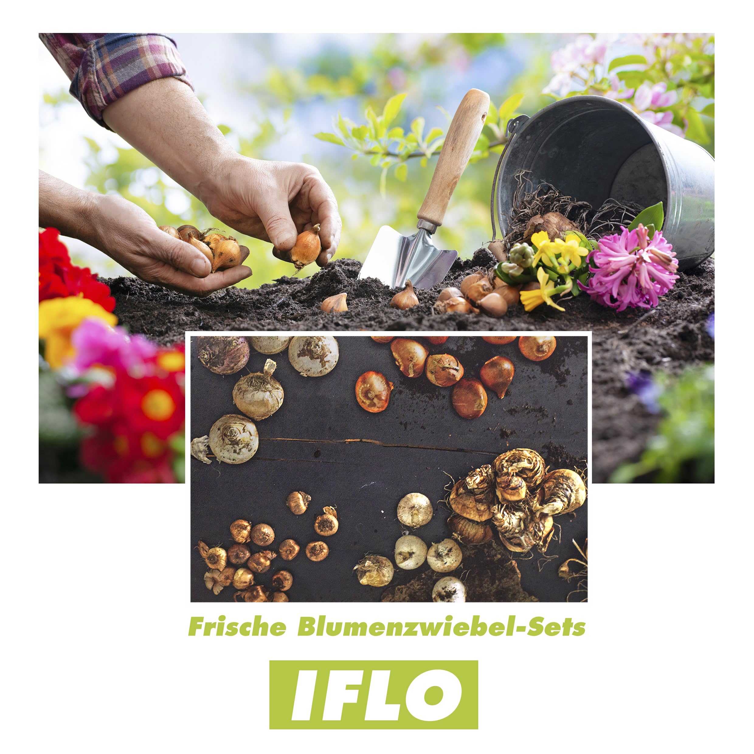 Lot de 100 bulbes de fleurs, dans un emballage cadeau, pour le jardin et le balcon, multicolores, vivaces, pour pot et parterre (mélange de 100 bulbes, bleu)