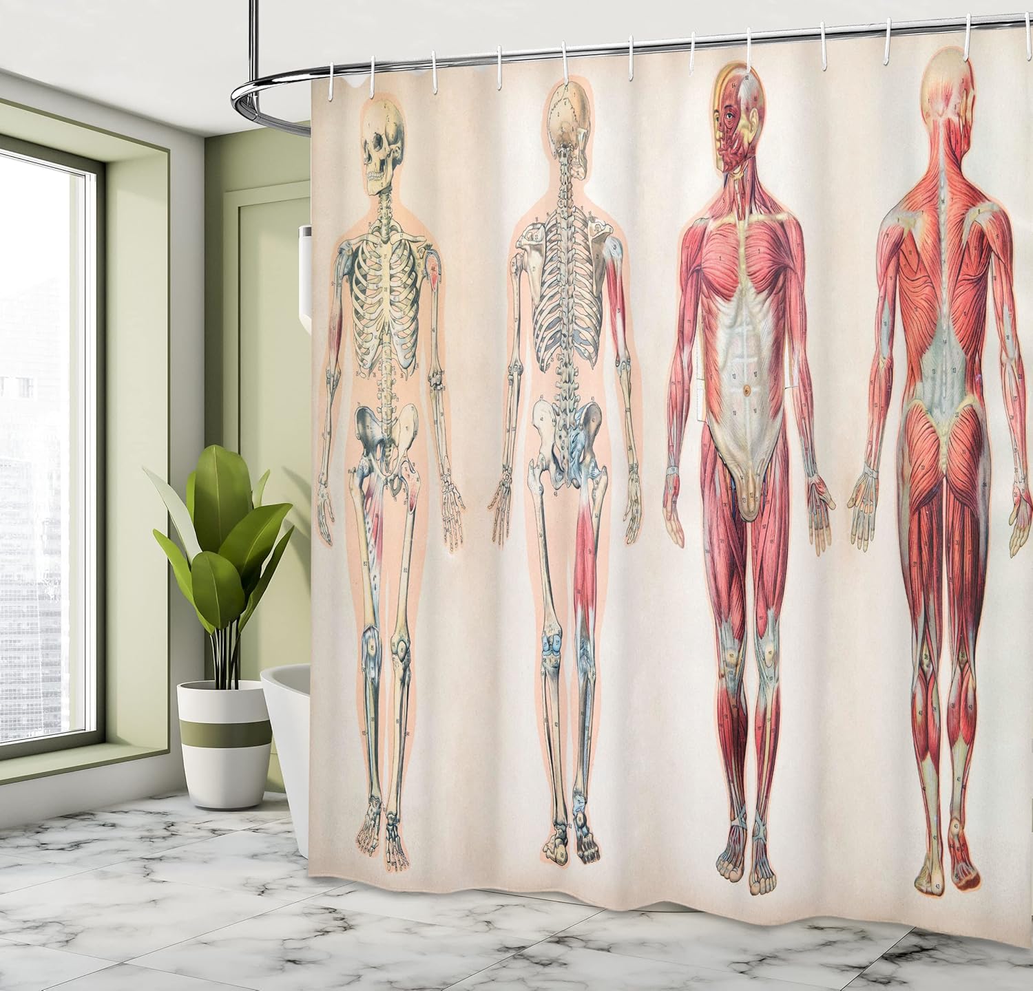 Ambesonne Human Anatomy Shower Curtain, Vintage Chart of Body Front Back Skeleton and Muscle System Bone Mass Graphic, Cloth Fabric Bathroom Decor Set with Hooks, 69" W x 70" L, Ruby Cream