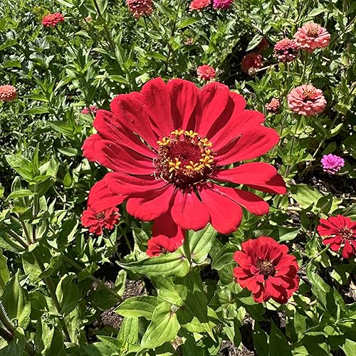 Miniatura 8 de Plant Good Seed Semillas de zinnia roja orgánica, paquete de 100, semillas tradicionales para plantar flores, suministros de jardinería, flores