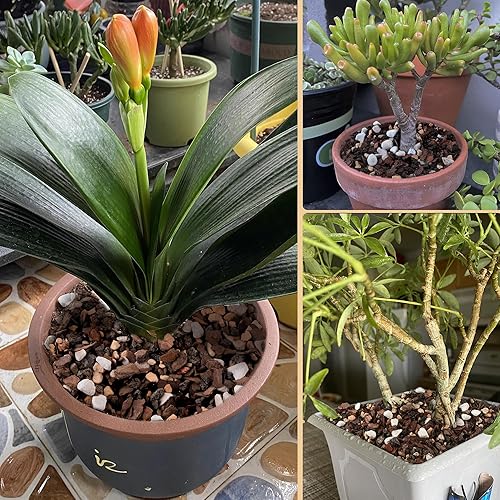 Miniatura 6 de Mezcla de suelo para bonsái de 10 cuartos de galón, lava, piedra pómez, corteza de pino y roca calcinada, mezcla orgánica natural para plantas en