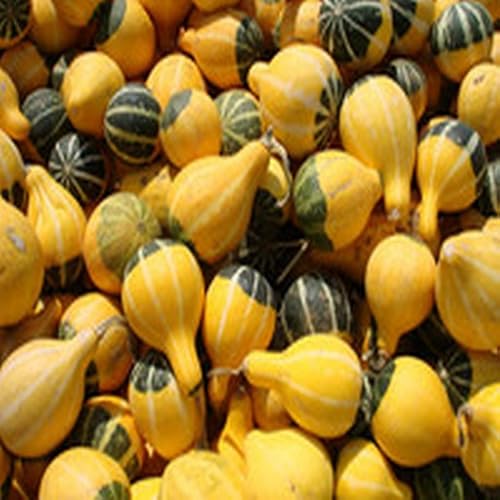 Broiled Halibut with Garlic Chive Sour Cream - //medicalbooks.filipinodoctors.org