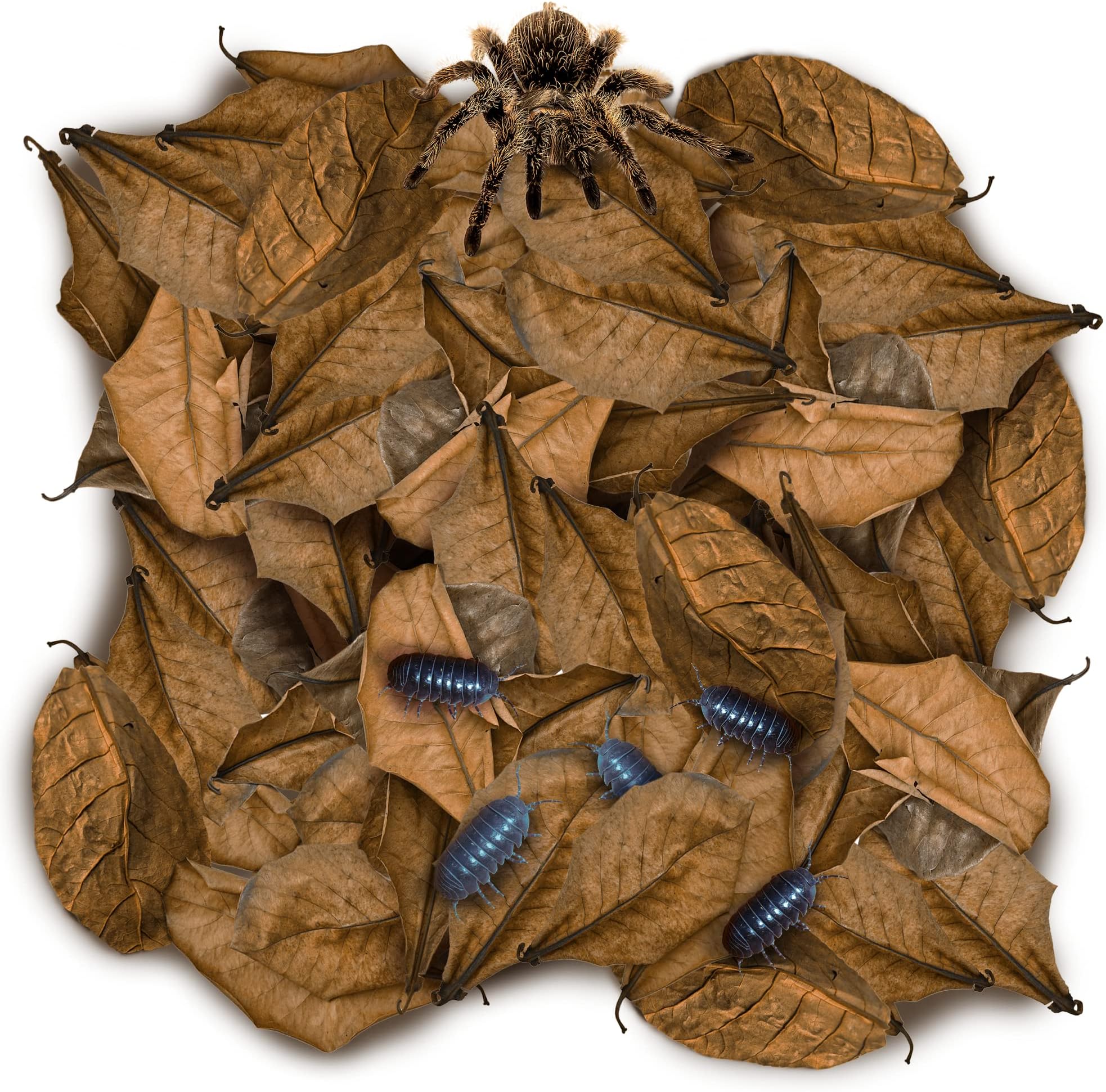 SunGrow 50 Pack Leaf Litter for Spider, Cricket & Isopod, Mini Catappa Dried Indian Almond Leaves, for Vivarium, Terrarium & Aquarium (Mini Leaves (2", 50-Pack))