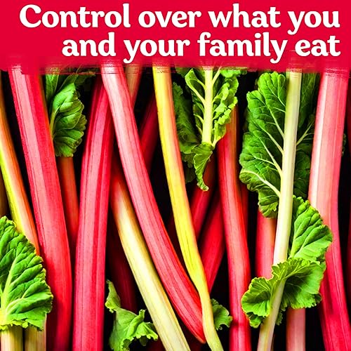 Miniatura 7 de KVITER 50 semillas de ruibarbo rojo Victoria para plantar (Rheum Rhabarbarum) - Semillas orgánicas y tradicionales, semillas de vegetales perennes,