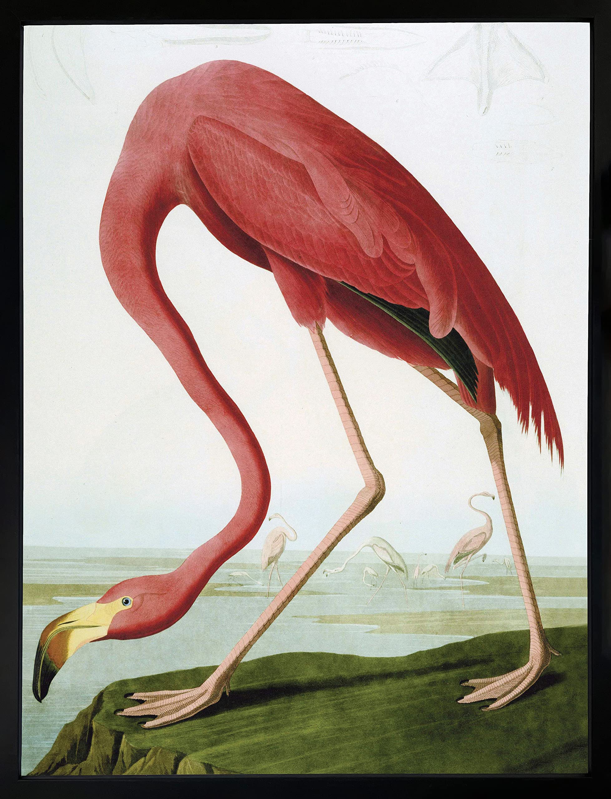 Brookpace Fine Art American Flamingo Contemporary Framed Wall Art 53 x 43cm | Living Room Print Bedroom Poster Home Decor