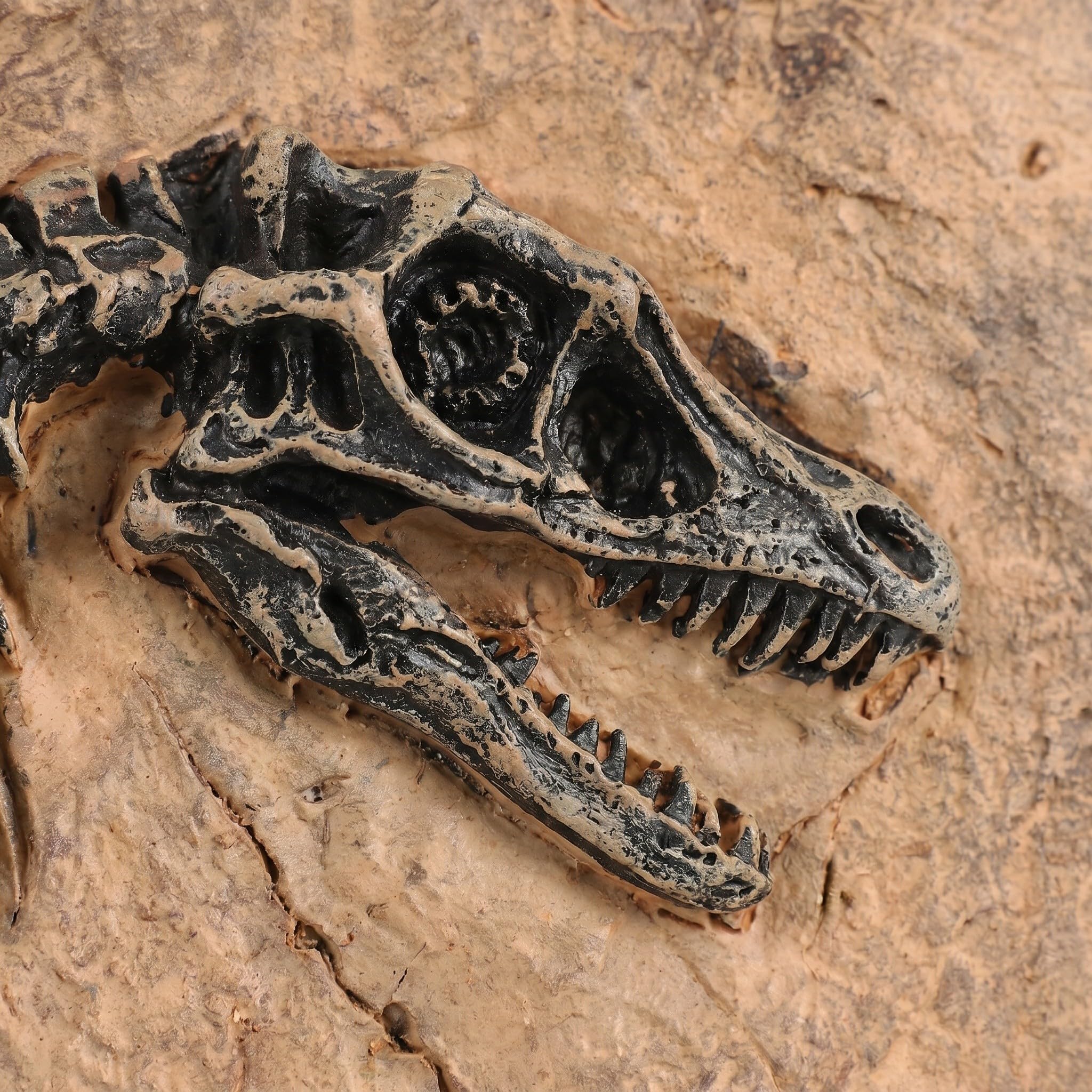 SOLUSTRE 2-częściowy model szkieletu dinozaura z żywicy – ​​sztuczny okaz kości prehistorycznego tyranozaura do dekoracji ogrodu na Halloween – kolekcjonerski rekwizyt do klasy naukowej
