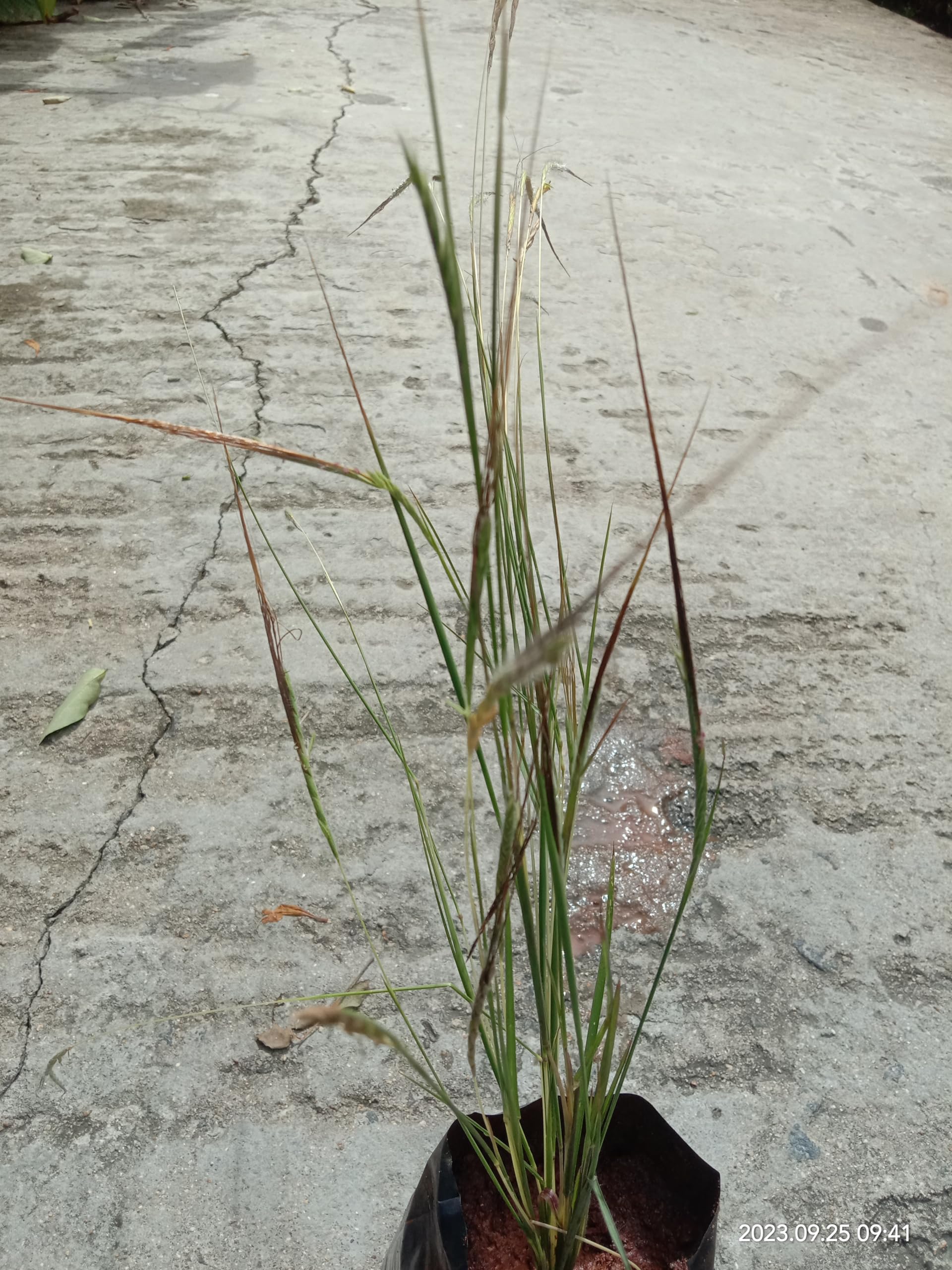 Live Raj Mohini Vashikaran Jadi Plant - 1 No