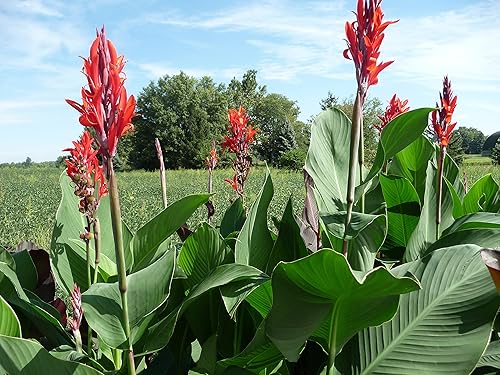 Hermosa Canna roja grande, Robert Kemp Canna Lily Fresco Tamaño Superior Bulb/Planta/Rizoma