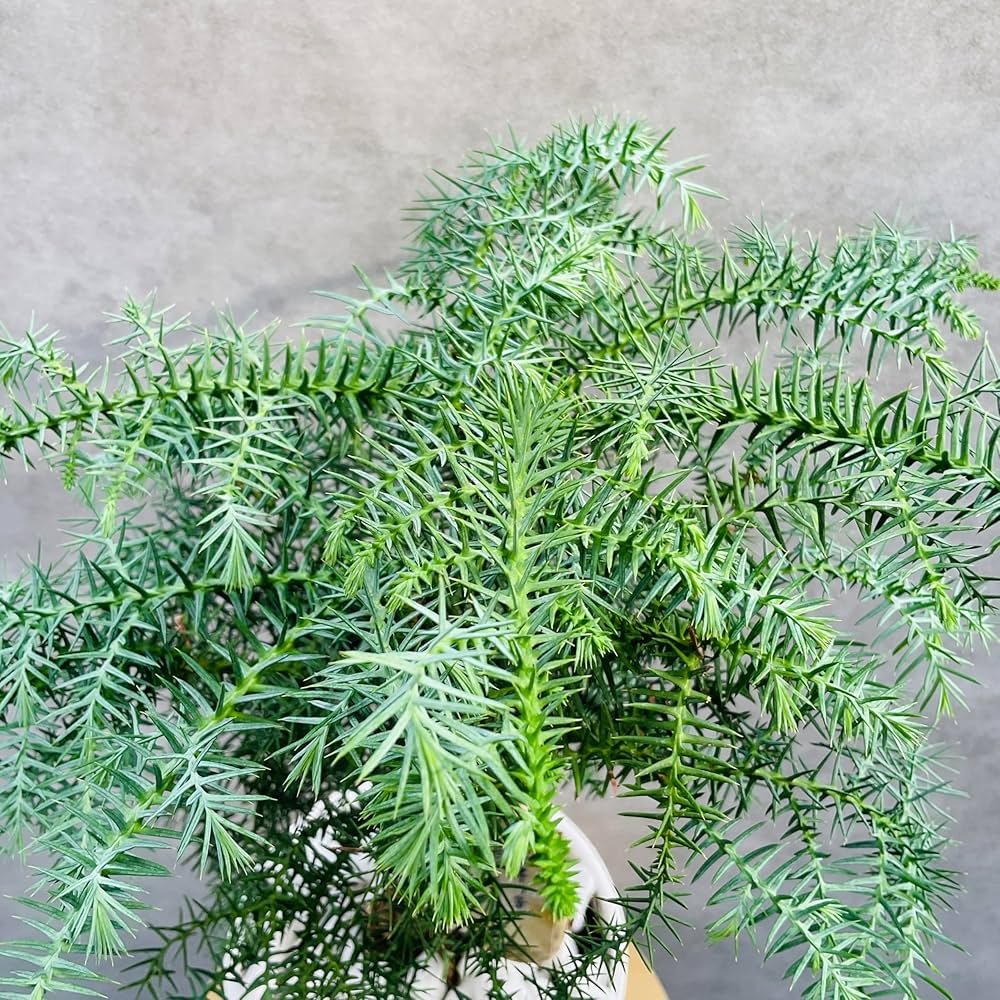 Amazon.co.jp: 観葉植物 黄金昇り竜 シマナンヨウスギ