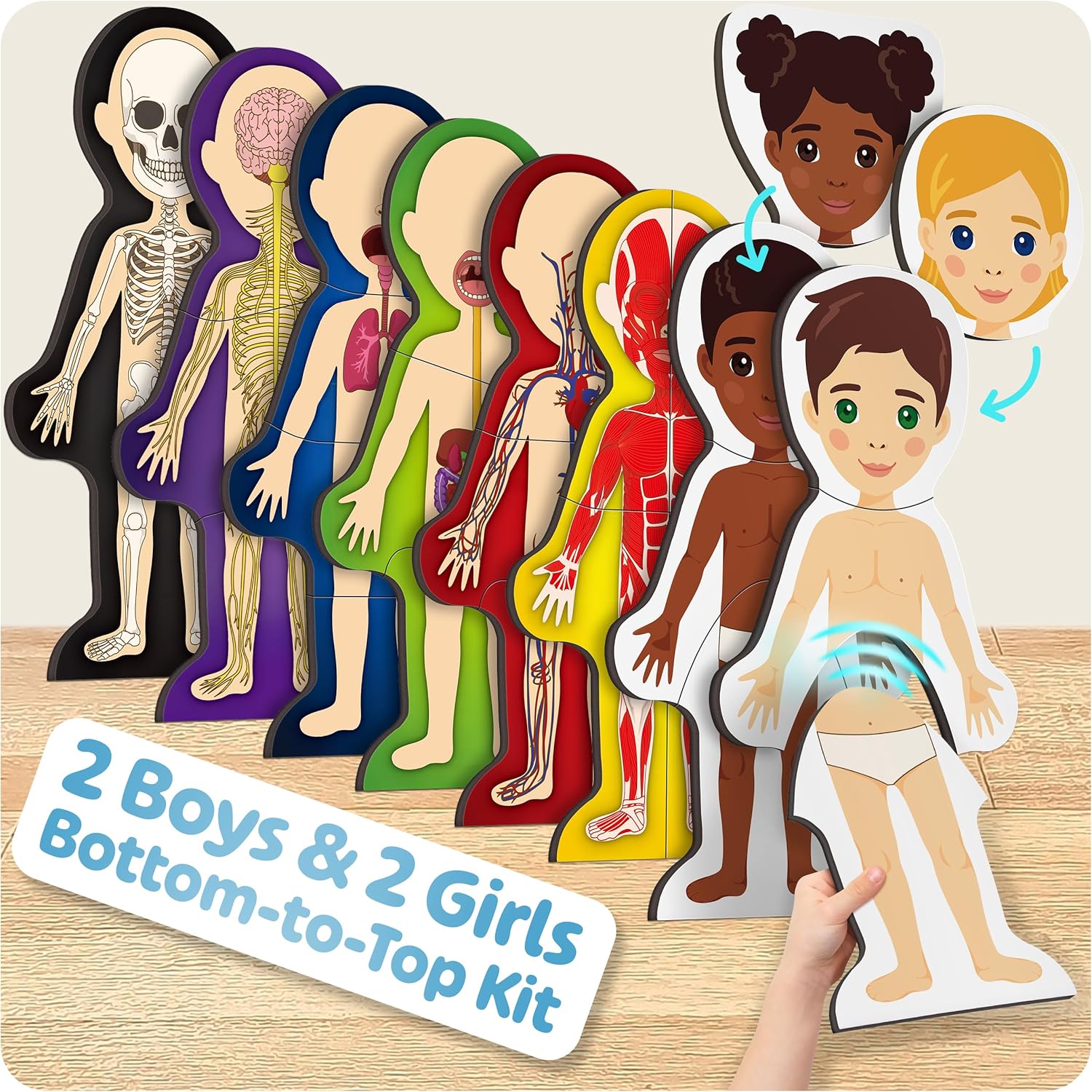 MyBODY Large Human Body Anatomy Model for Kids & Teens - Bottom-to-Top Magnetic Assembly Toy & Educational Learning Kit with Skeleton Base, 7 Puzzle Layers incl. Muscular, Digestive & Nervous Systems