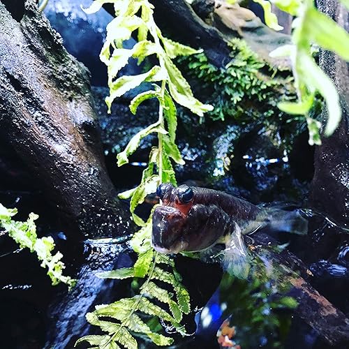 Vista 16 de Seachem Prime and StressGuard - Acondicionadores de agua para acuario (8.5 fl oz + 16.9 fl oz)