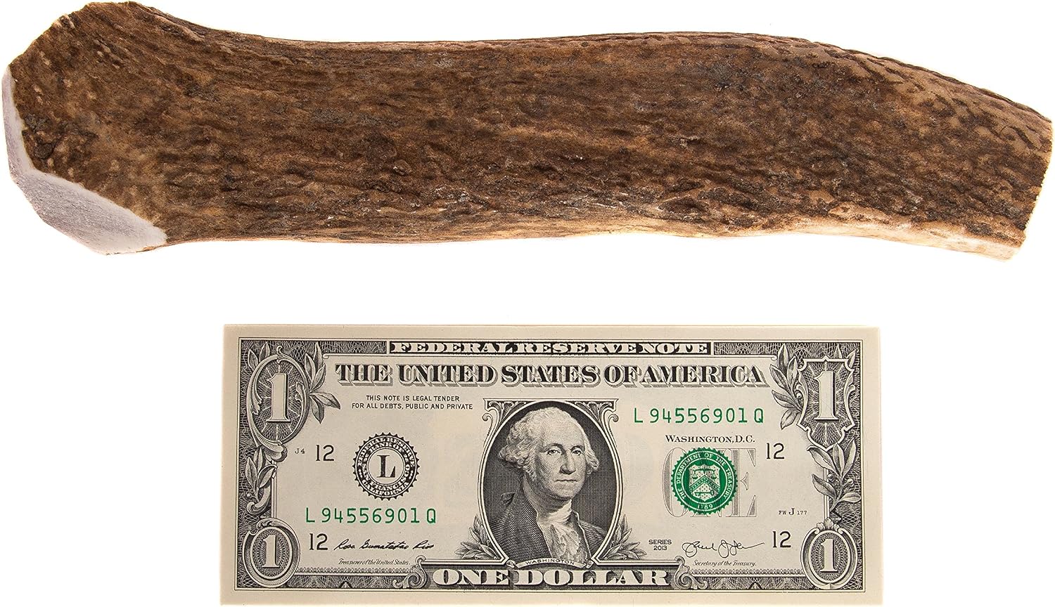 Extra Large Jumbo elk Antler for Dogs- Huge Premium Grade Antler Dog chew. Whole Elk Antler, Nearly 1 Pound chew. Long Lasting, Durable.