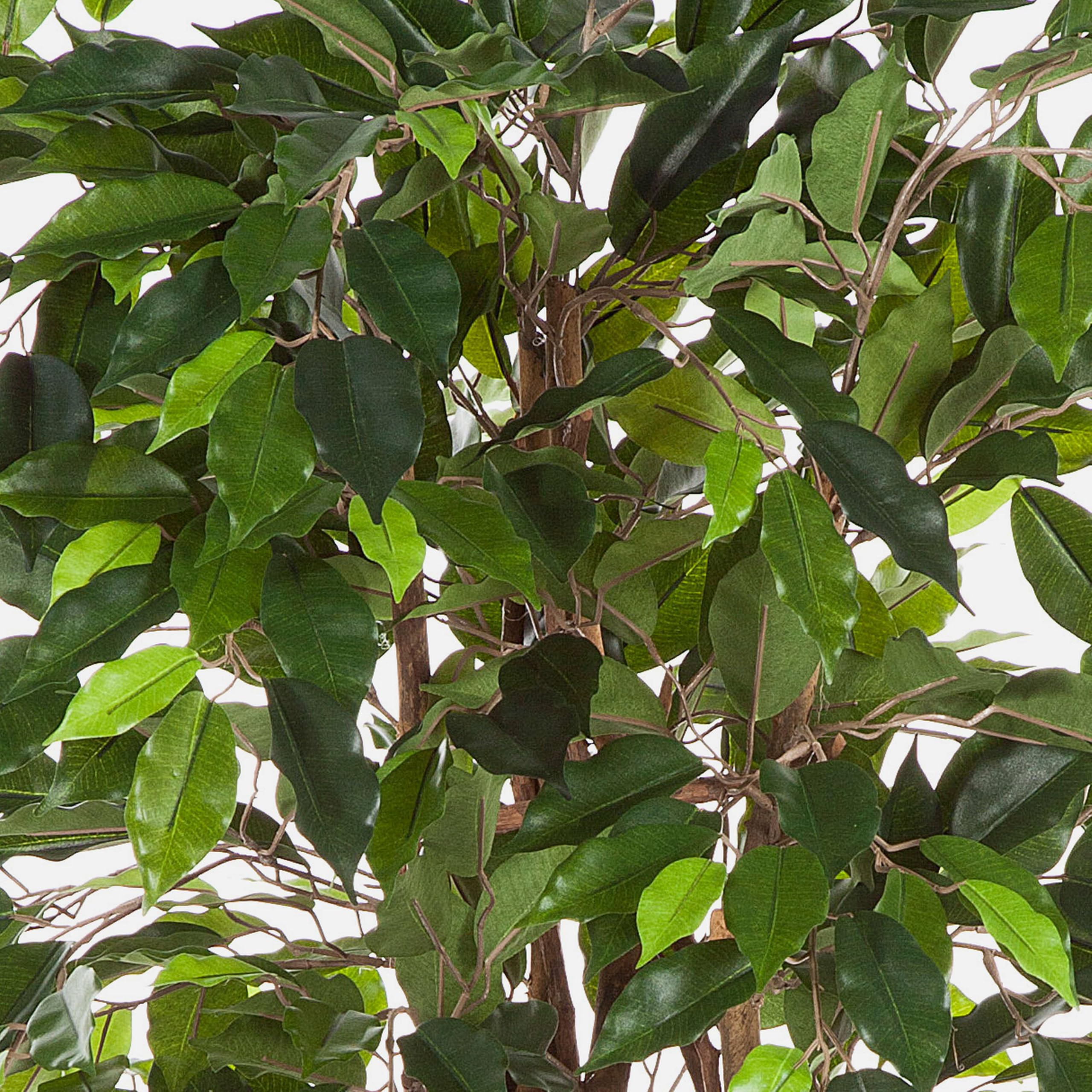 Ficus Artificiale Normal Variegato - Tronco Medium - Da cm 100 a cm 300
