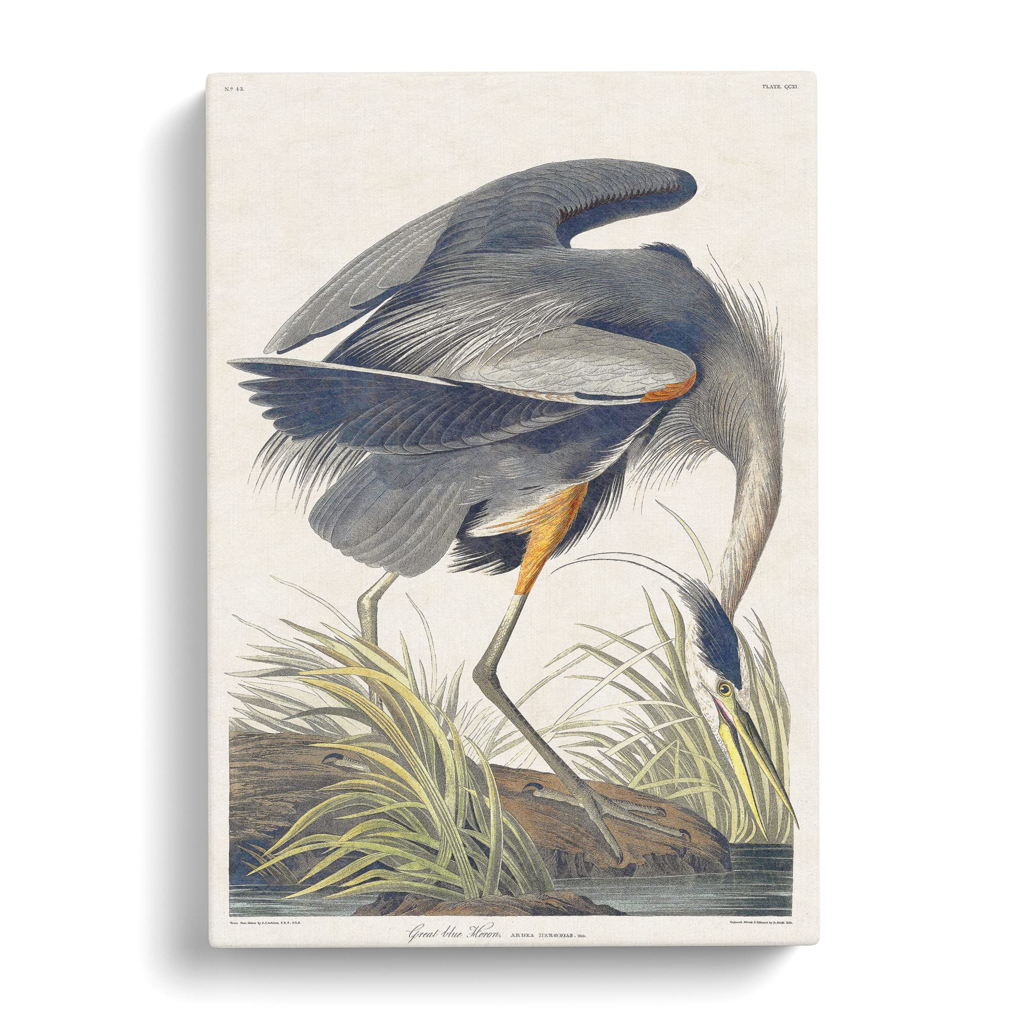 Great Blue Heron By John James Audubon Canvas Print, Mixed, 25L x 50W cm - Image 3