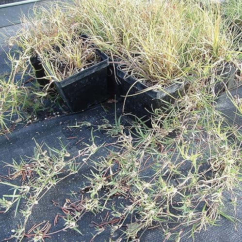 Miniatura 4 de CHUXAY GARDEN Bouteloua Dactyloides - Semillas de hierba de búfalo, búfalo, 15000 semillas de 1 onza de rocas de paisajismo, cubierta del suelo,