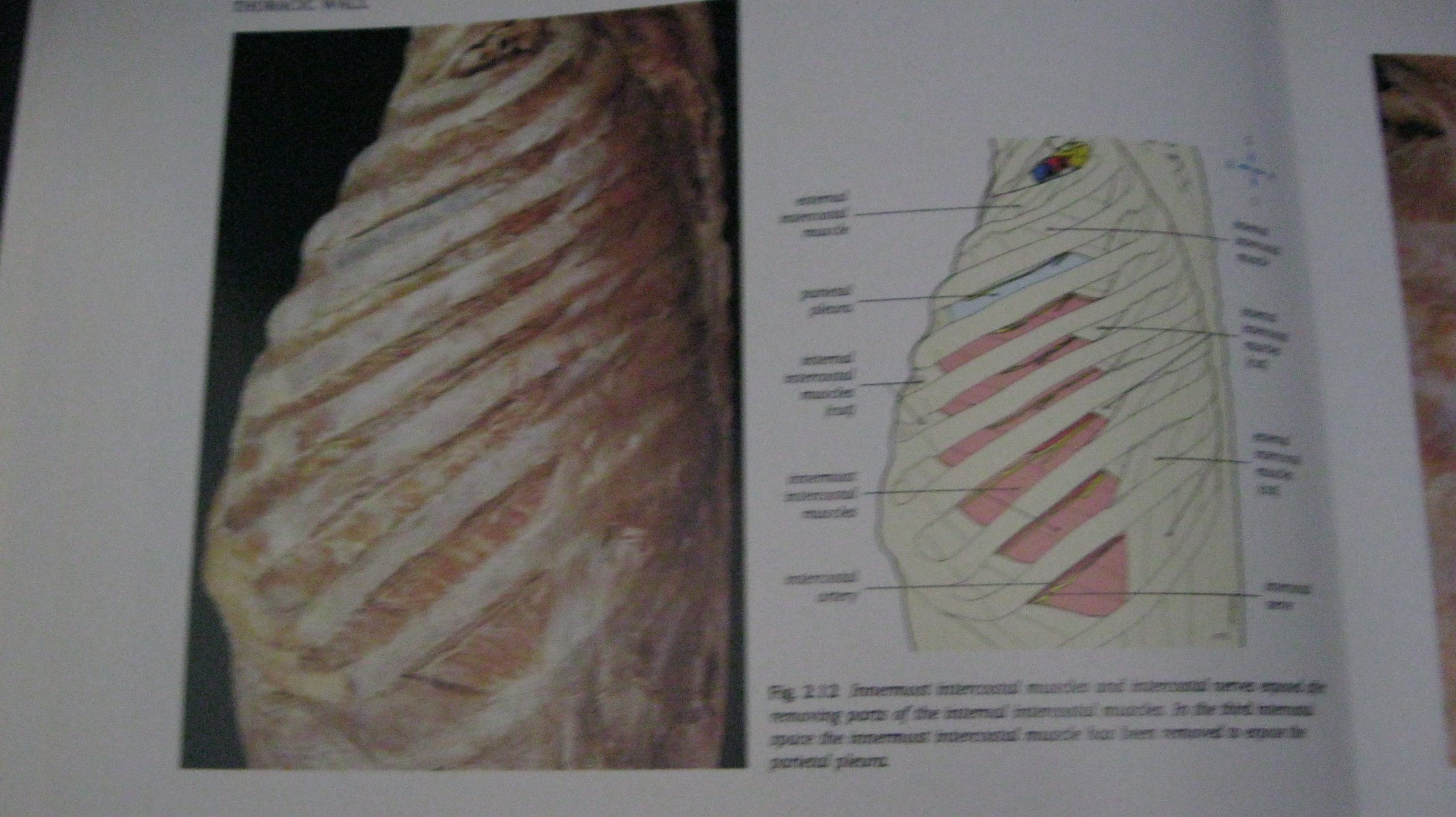 Atlas Human Anatomy & Integ Text