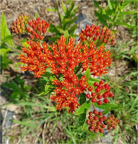 Miniatura 1 de Mariposa algodoncillo, Asclepias tuberosa, paquete de semillas, verdadera semilla nativa