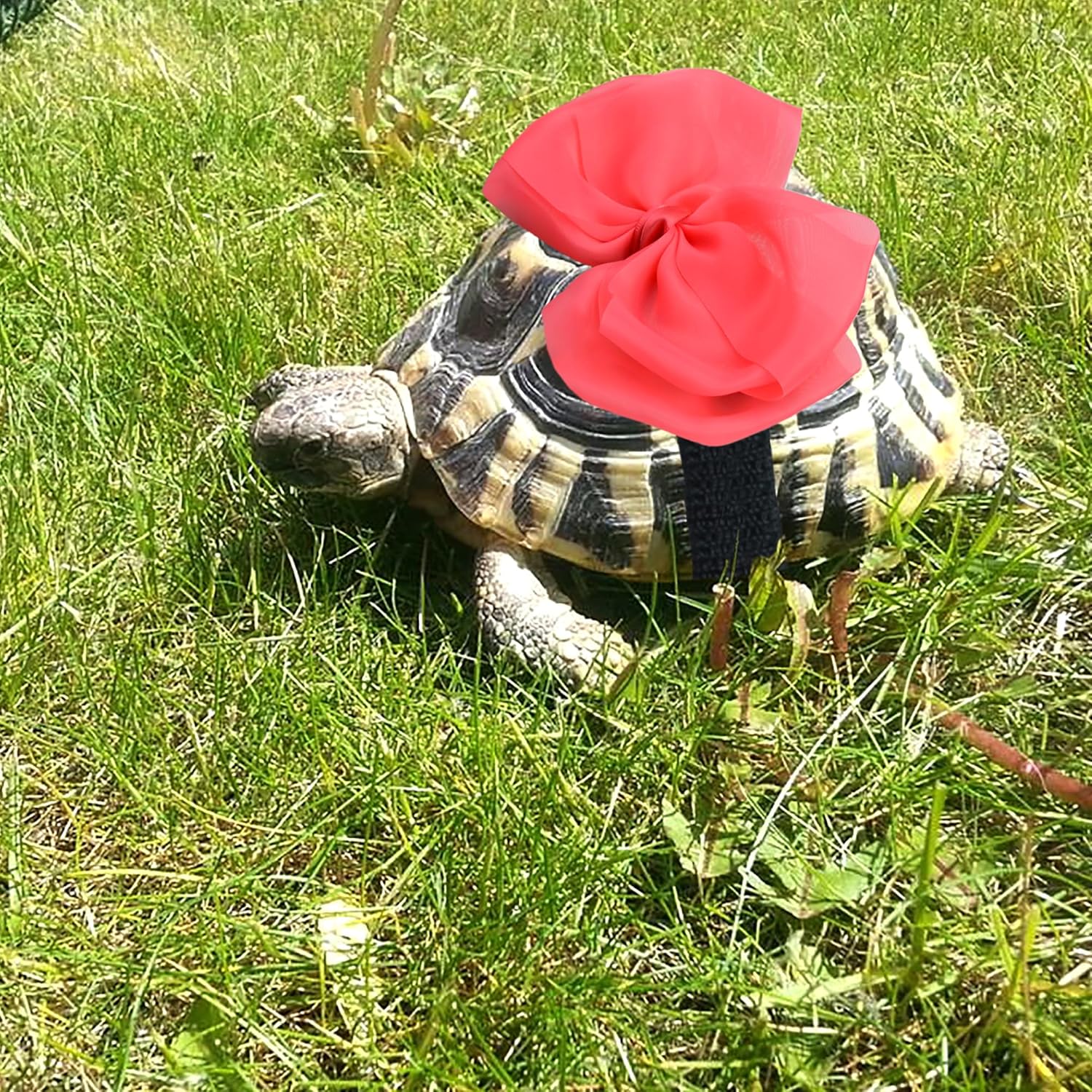 Pack de 2 Corbatas de Moño Ajustables para Mascotas Tortuga