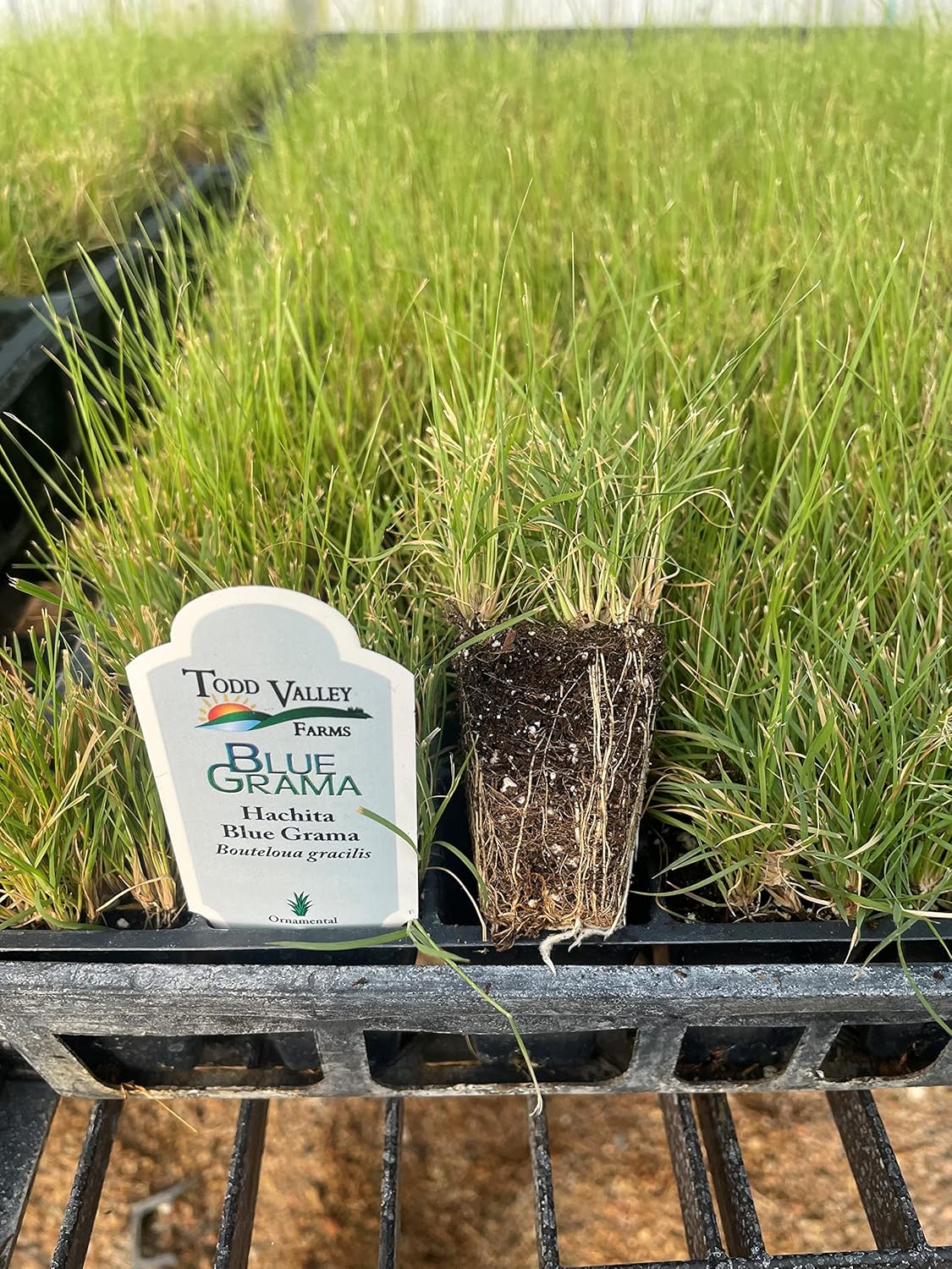 Hachita Blue Grama Grass Plugs Patio, Lawn & Garden