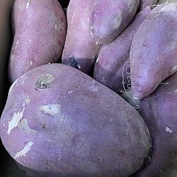 織り柄チェック アズマ50金時50はるか50ふく紫10 - 通販 - anubanssk.ac.th