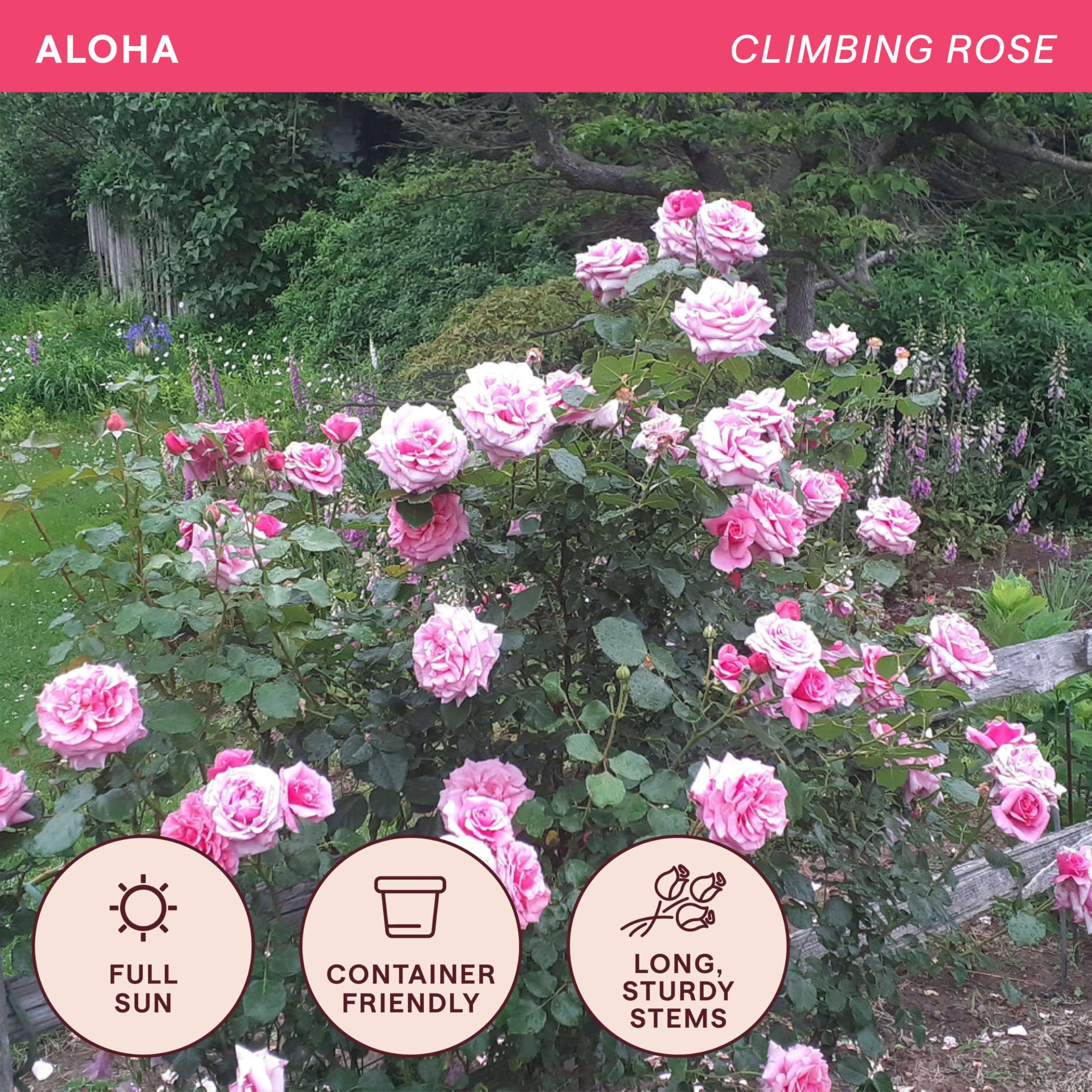Amazon.com : Heirloom Climbing Roses, Live Own Root Plant for Outdoor  Garden, Aloha, Very Fragrant, Hardiness Zones 510, Continual Blooming :  Patio, Lawn & Garden