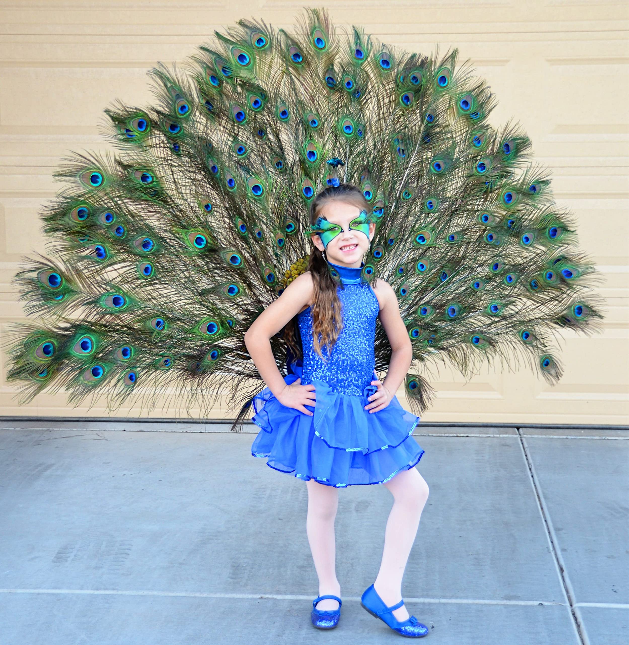 Amazon.com: 50 Pcs Natural Peacock Feathers : Various Sizes (10-12 