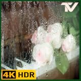 深い眠りのための雨の音 - 不眠症を克服するためのノンストップの雨