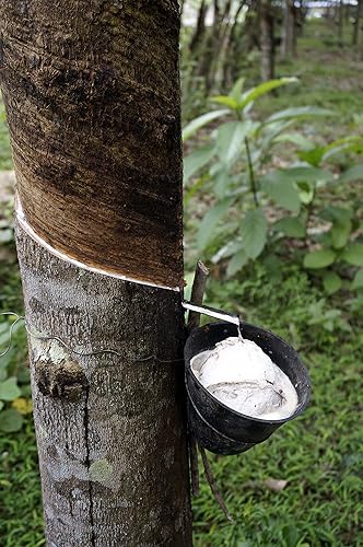 Miniatura 9 de SWEETIE Chupete de goma Chupete de goma natural redondeado rosa grande 12-18 meses