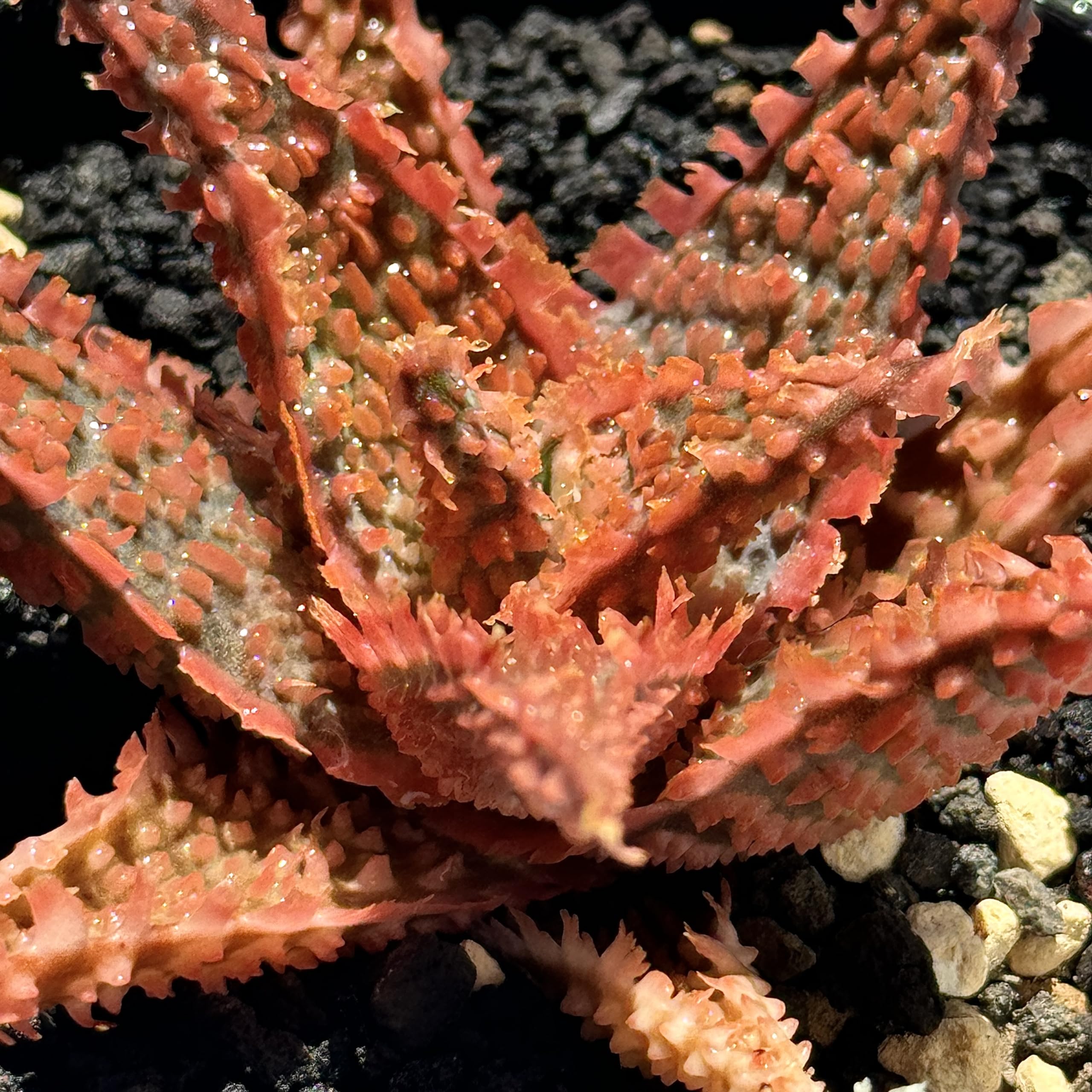 [カット苗】アロエ ハイブリッド / aloe hyb ① アロエ ハイブリッド【Aloe hybrid】010 – linkplants -リンク