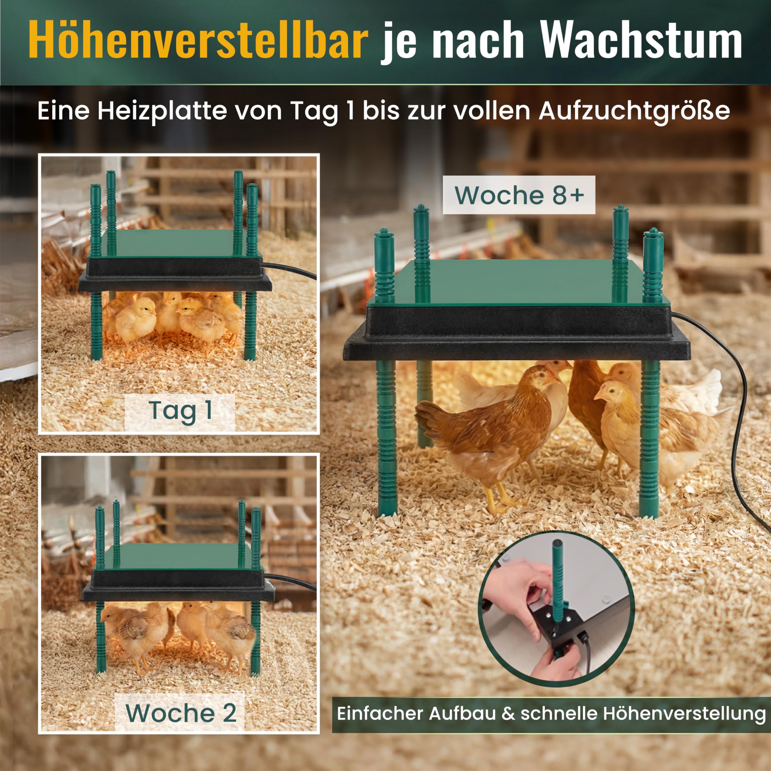 Dural's Küken-Wärmeplatte (30x40 cm) | Bis zu 30 Küken | Professionelle Heizplatte für die Aufzucht | Inkl. E-Book
