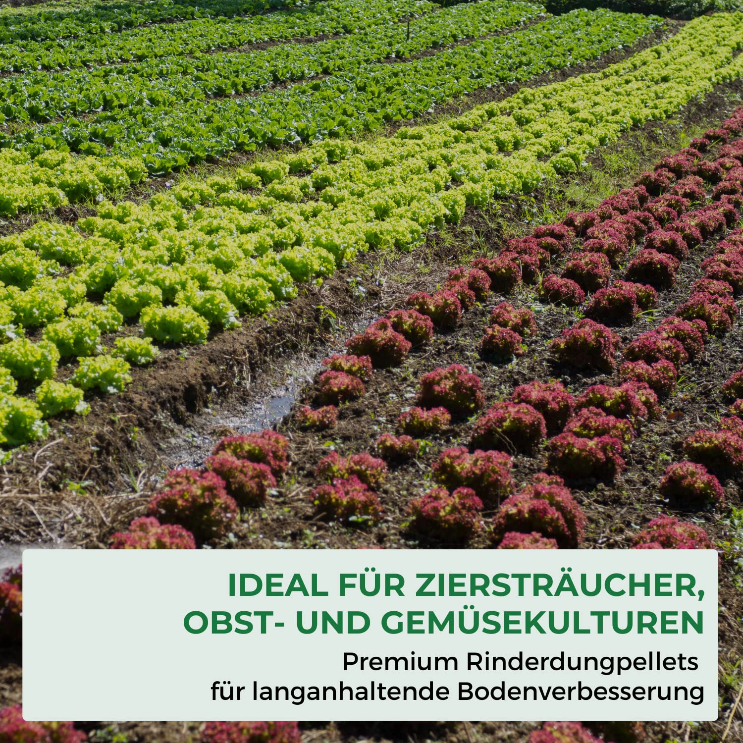 Allflor Rinderdung gekörnt - 4 x 12,5 Kg - Rinderdungpellets im Beutel - Wirtschaftsdünger von Rindern - Biologischer Gartendünger - Rindermist - Fördert die Humusbildung