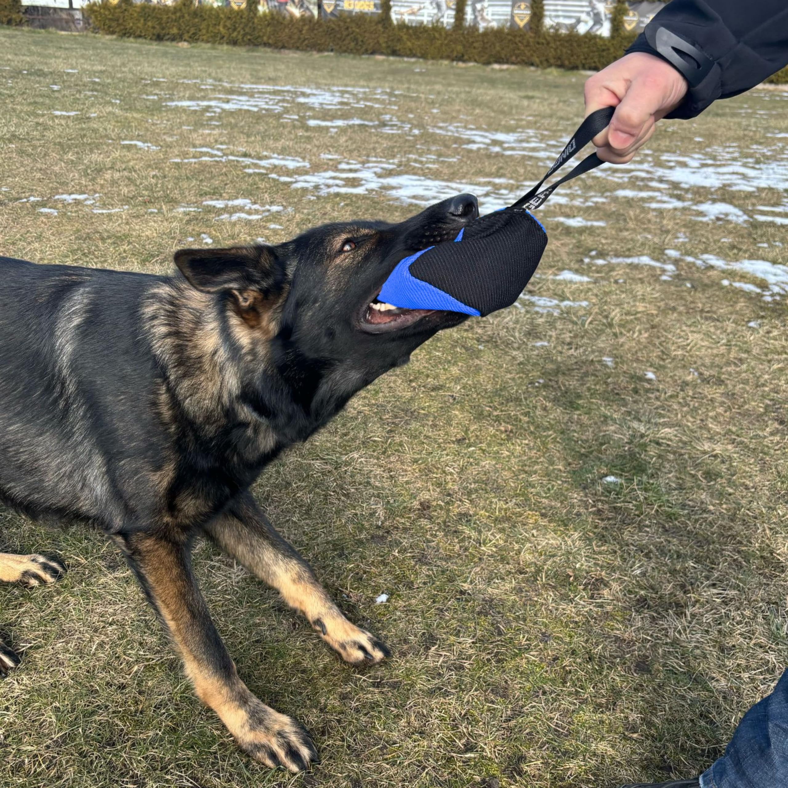 Dingo Gear Beißwurst Hundespielzeug Nylcot 10x10 cm Schwarz/Blau | Mit Griff, Würfelform, Ideal für Training und Spiel, S02776