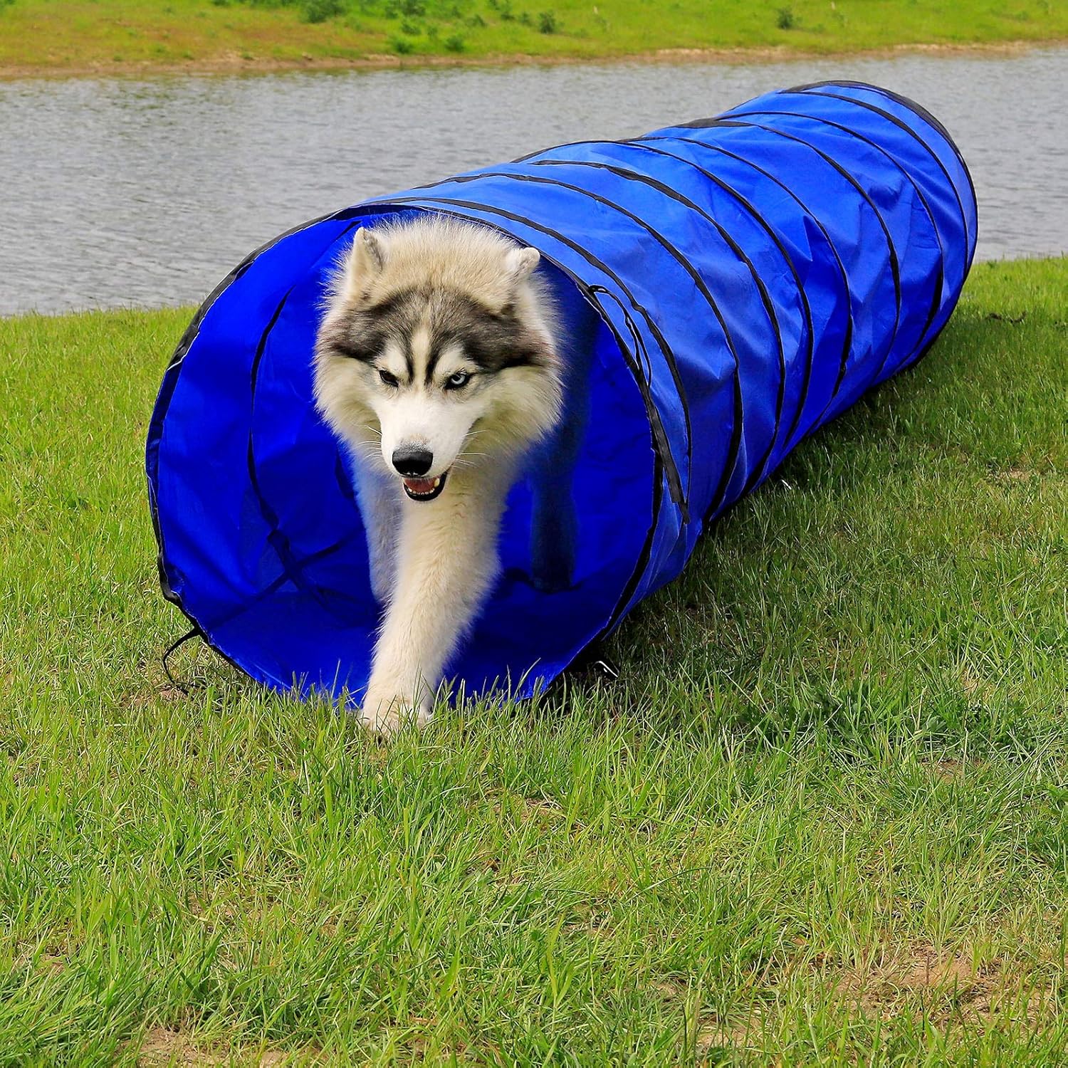 Montage facile du tunnel pliable lionto pour chiens