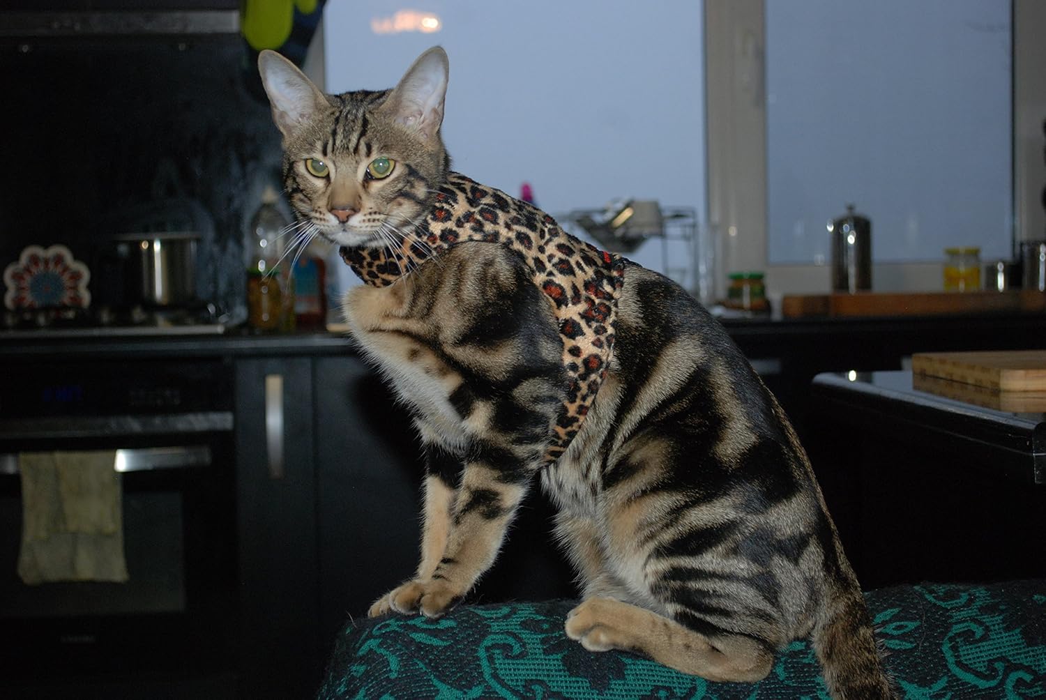 Mynwood Cat Jacket/Harness Leopard Faux Fur Adult Cat