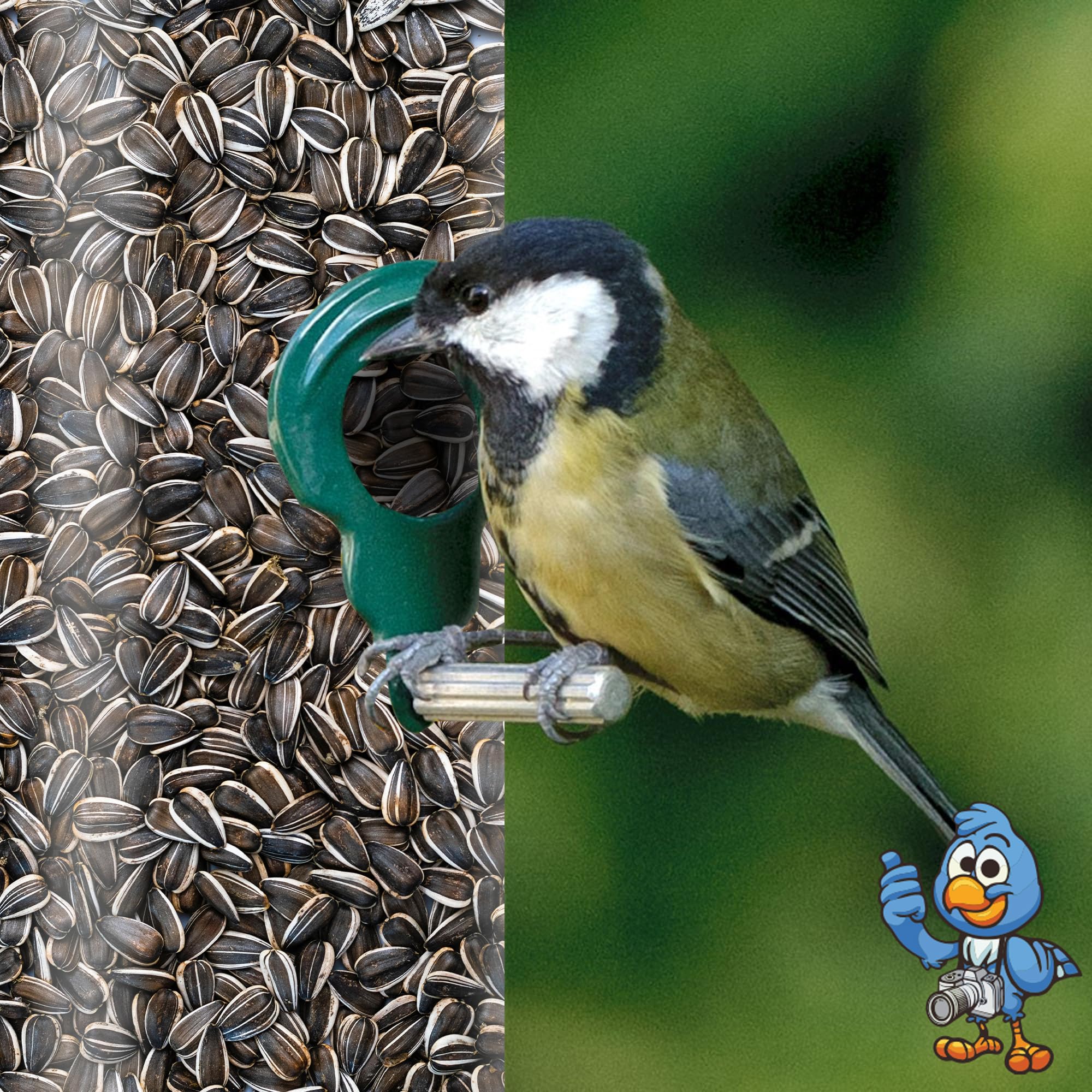 BusyBeaks Selección de Semillas de Girasol Rayadas - Mezcla de Semillas Premium para Aves Robustas - Ideal para Comederos de Aves Variados