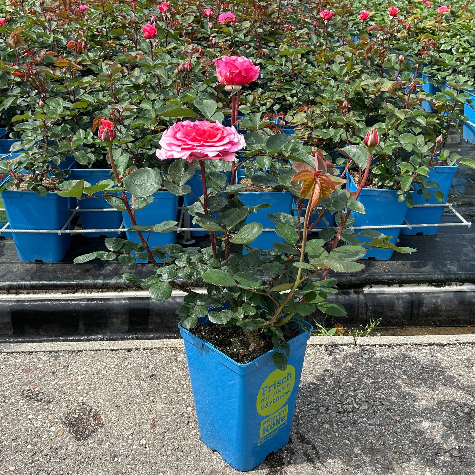 Stammrose 'Käthchen von Heilbronn'®, Edelrose, Stammhöhe 60cm, Topf 7,5 Liter