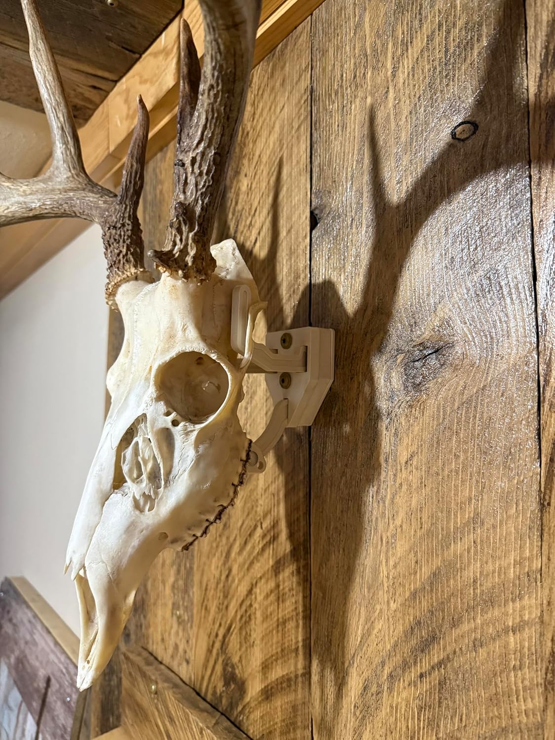 European Skull Mount Hangers Trophy Buck: Deer, Raging Bull: Elk, and Mammoth: Steer/Bison/Moose (Mammoth Black)