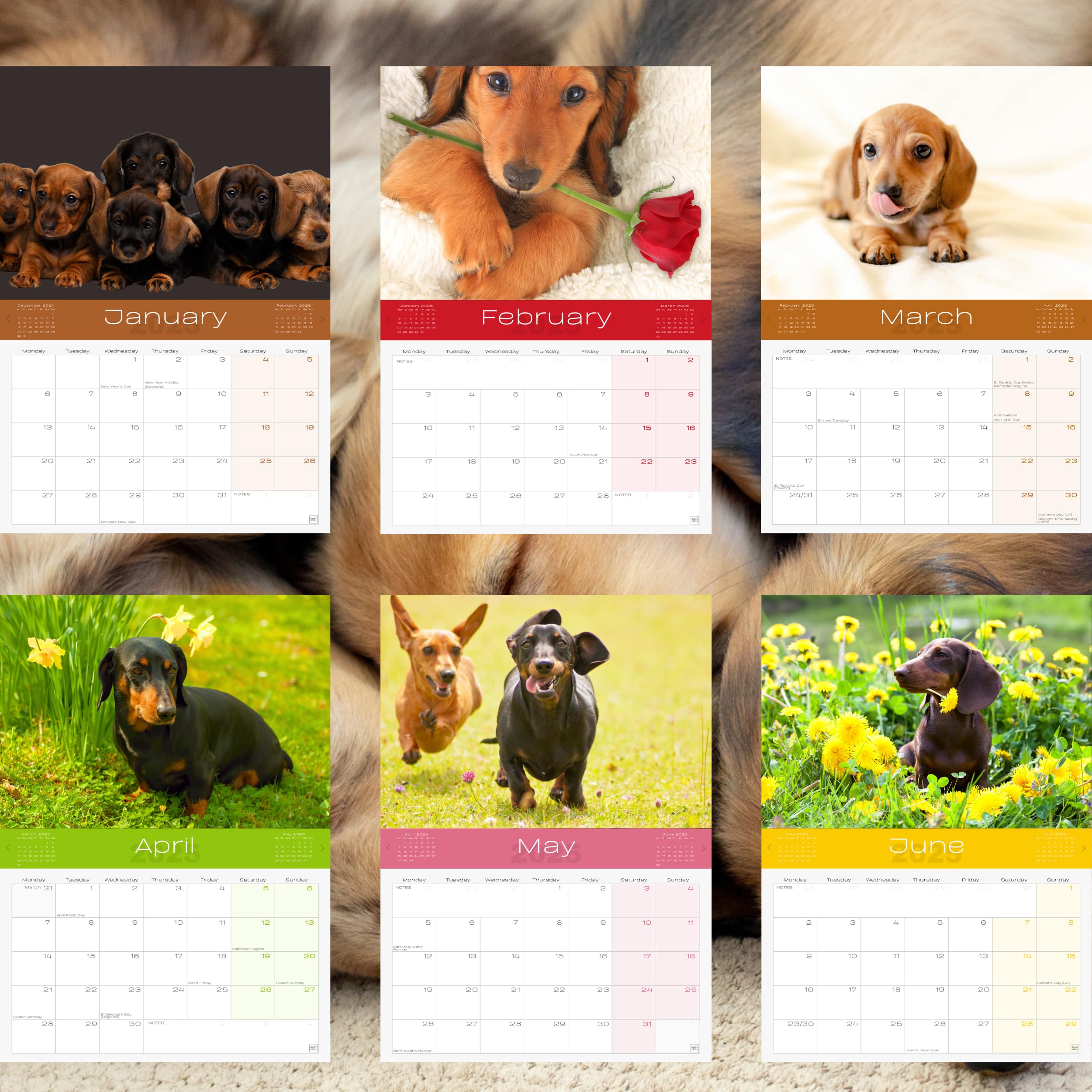 Dachshund Dogs Calendar 2026 - Sausage Dog & Puppy Wall Calendar UK - A4 to A3 with Space for Notes - Printed in the UK by Ruby Ashley® - Image 2