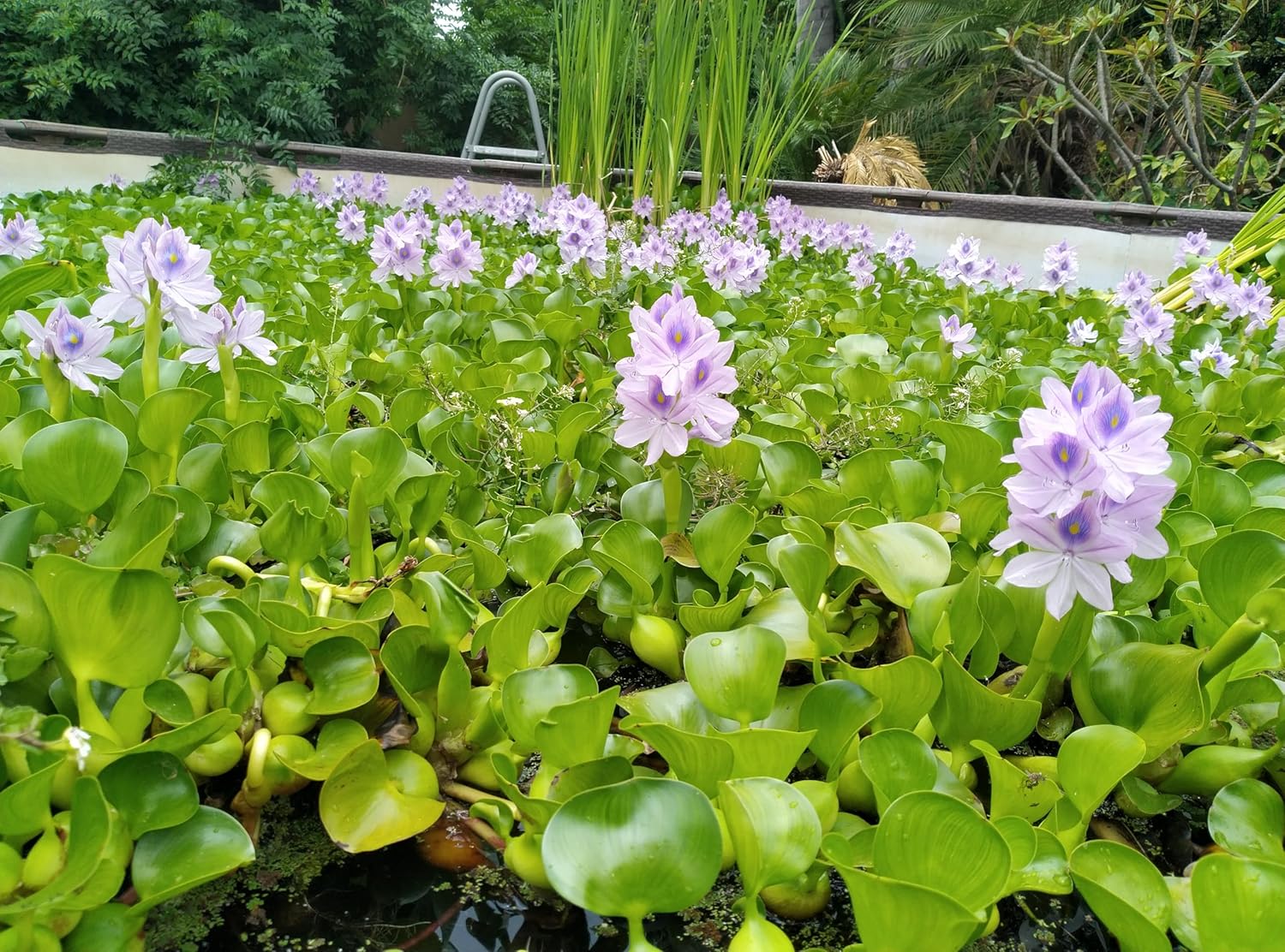 5 Live Water Hyacinth Plants, Floating Aquatic Pond Plants with Purple Flowers, Full Sun, Natural Fish Shelter for Koi Ponds, Water Gardens (5 Plants)