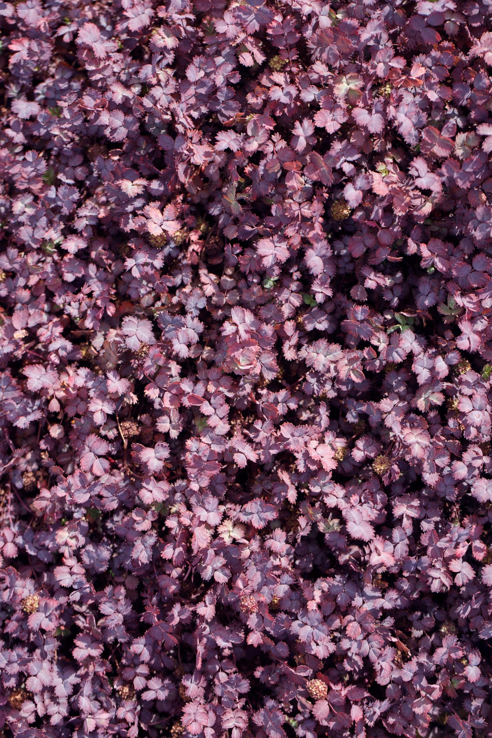 Stauden Gänge 10 x Acaena inermis 'Purpurea' Purpur Stachelnüsschen | Purpurner Bodendecker für Sonne bis Halbschatten, Blüte Juni bis August, mehrjährig, 9x9 cm Topf