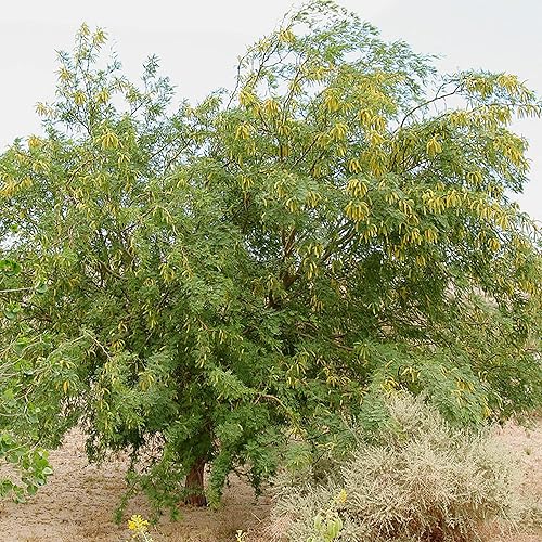 Miniatura 5 de YEGAOL Garden - 5 semillas de prosopis glandulosa de miel, mezquita glandular, fragante de Algarroba que atrae a las abejas tolerantes al calor y la