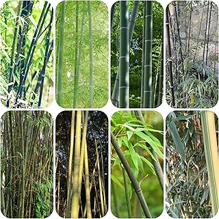 semillas de bambú resistentes - semillas plantas decoración de balcones planta de bambú plantas jardín plantas perennes resistentes plantas balcón resistentes semillas 450pcs